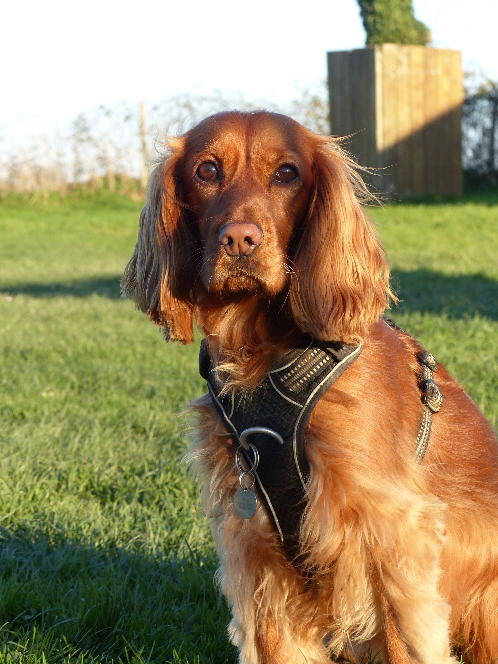 Un cocker en cours adultes