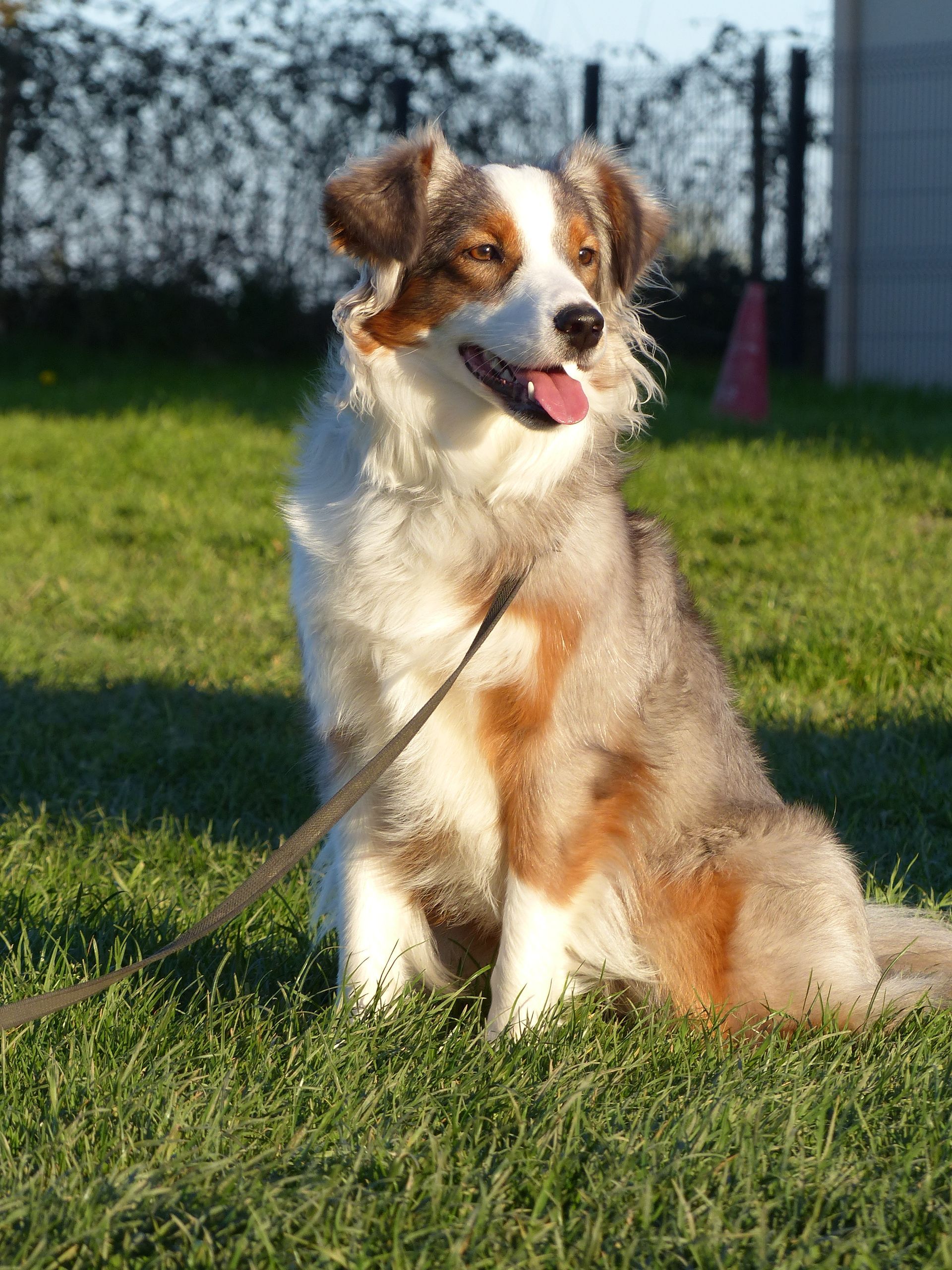 Un berger américain en cours adultes