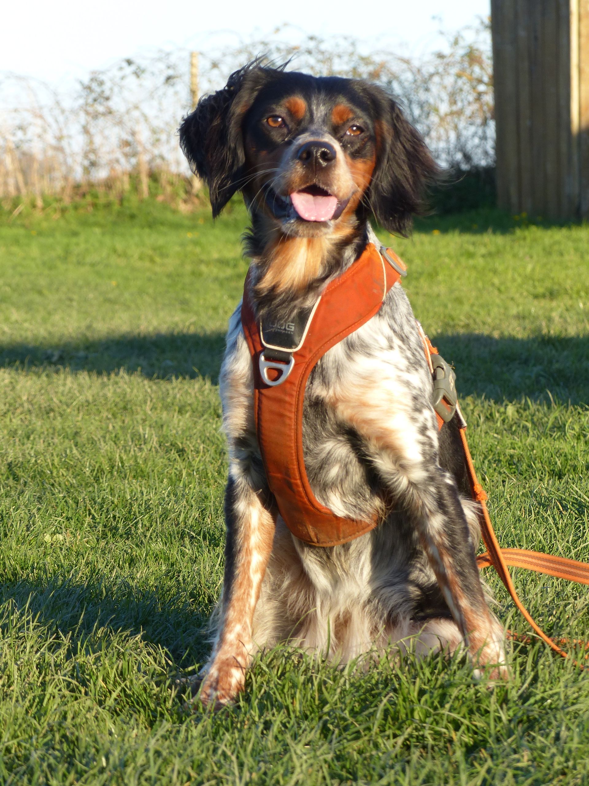 Un épagneul breton en cours adultes