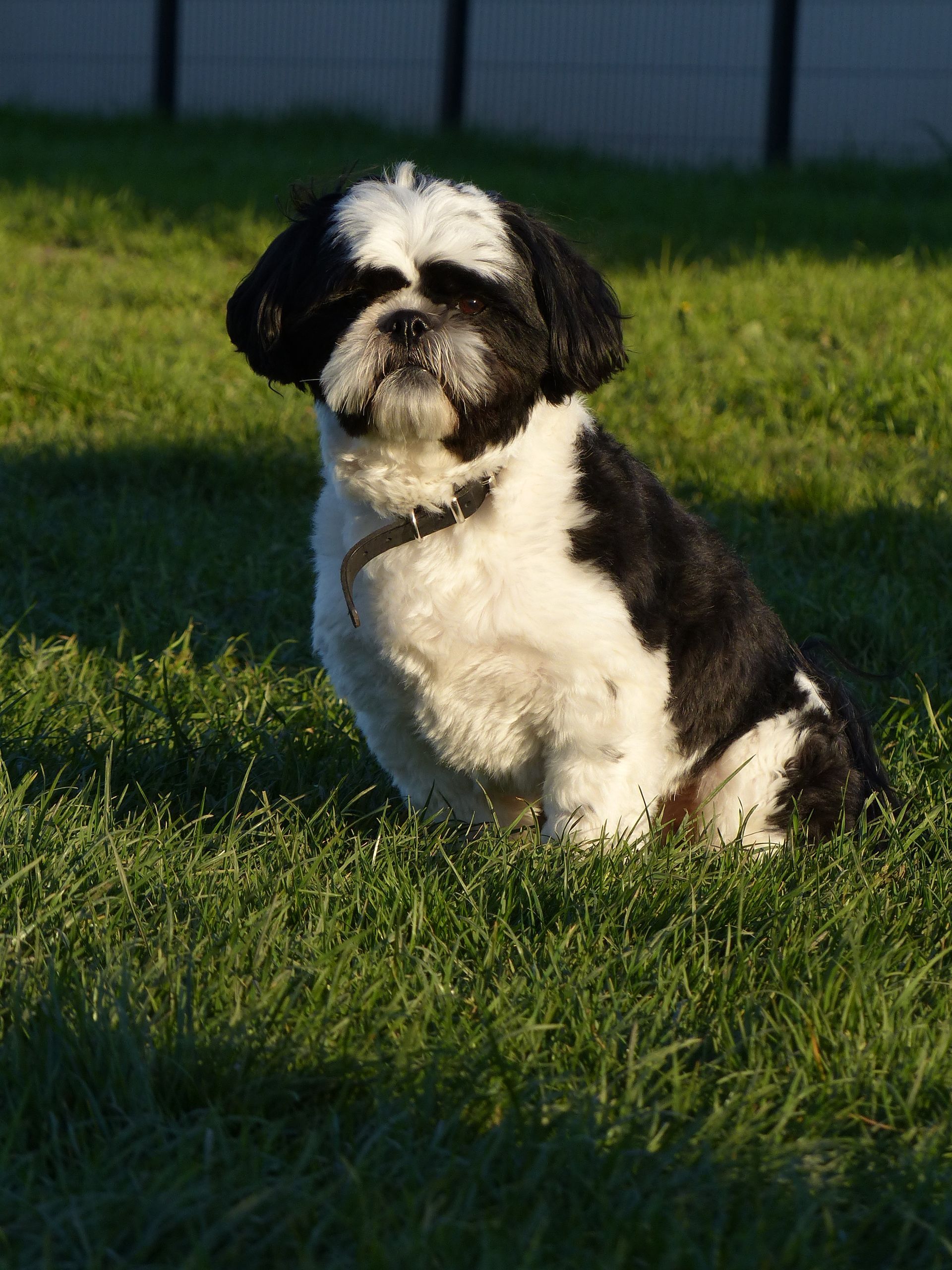 Vasco en cours adultes