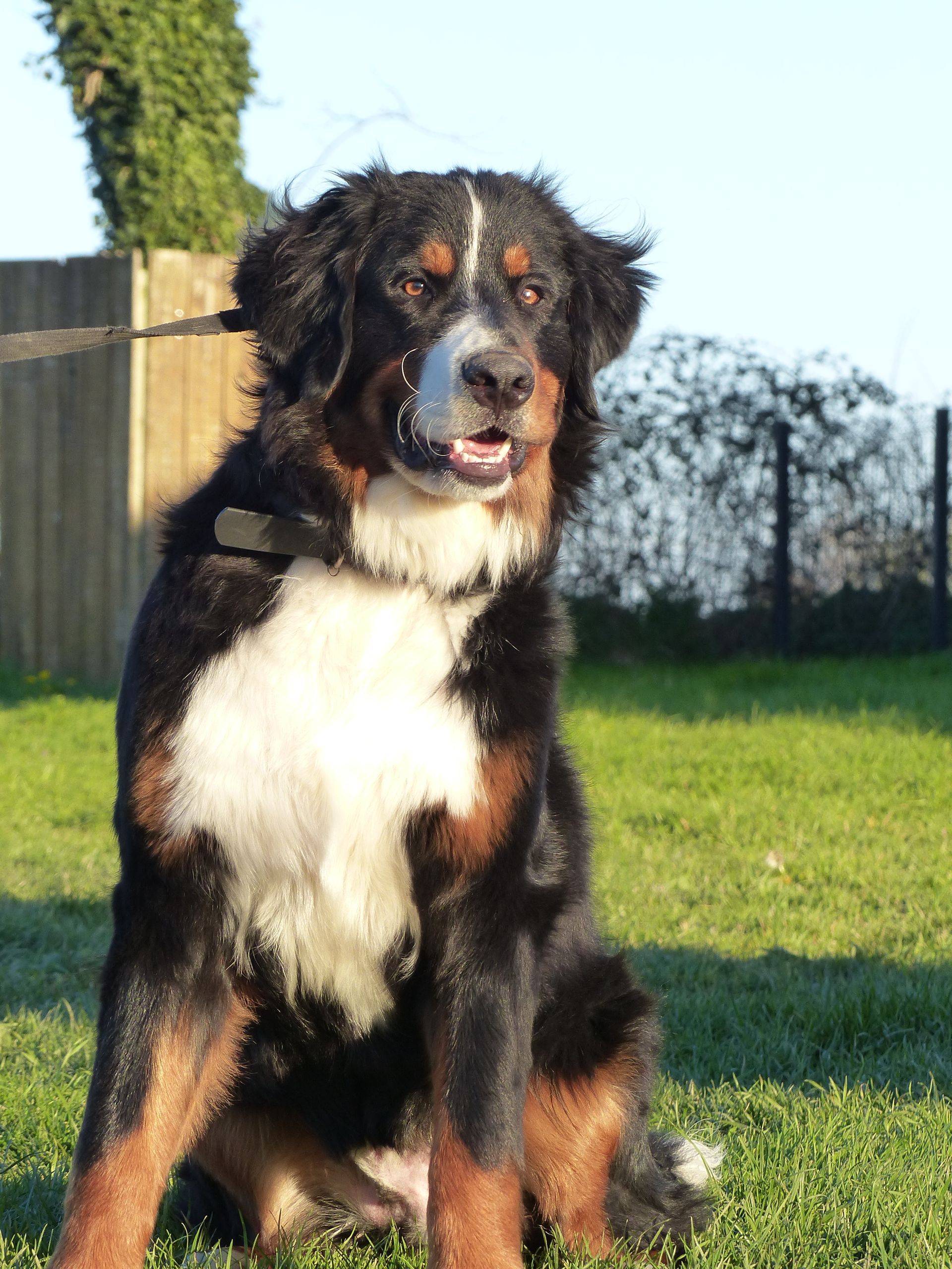 Un Bouvier Bernois en cours adultes