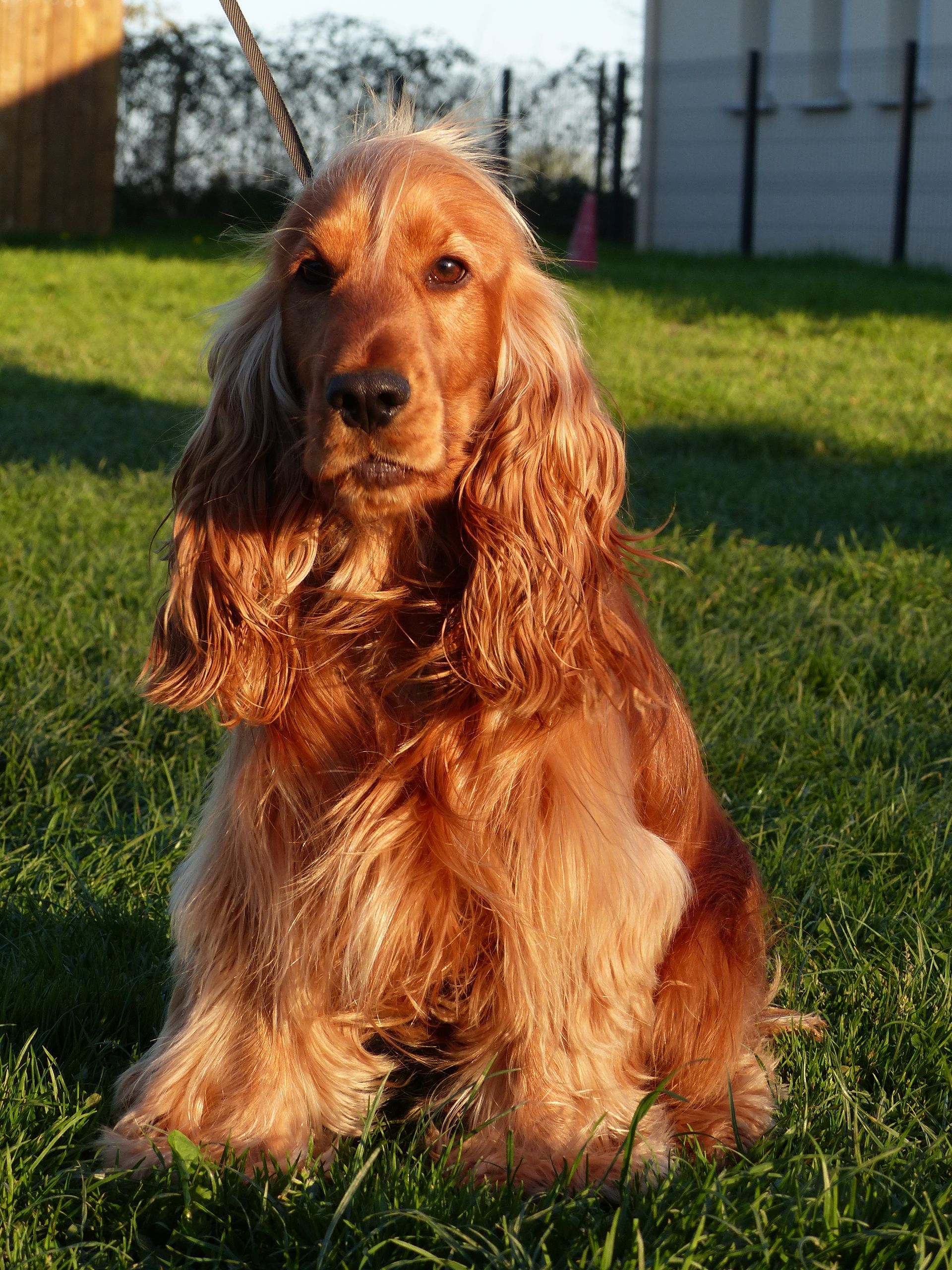 Un Cocker en cours d'éducation