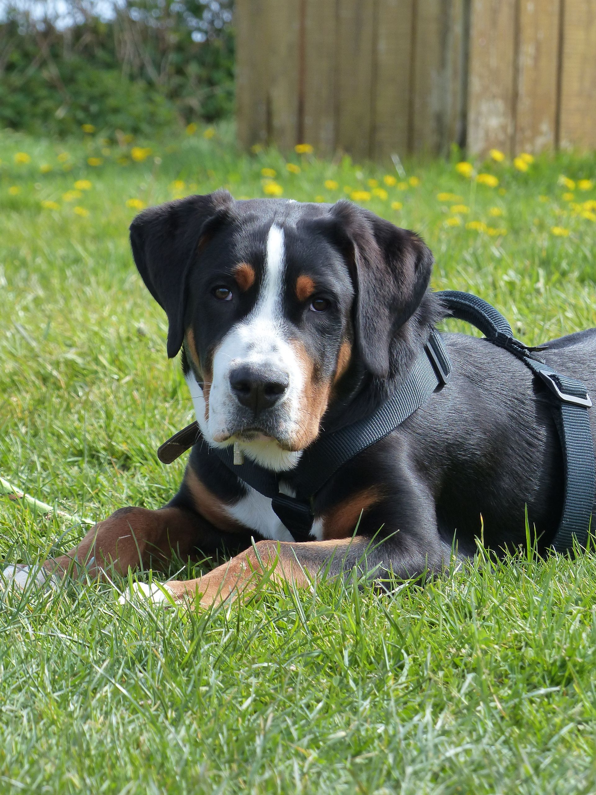 Un Bouvier Suisse au coucher dans l'herbe