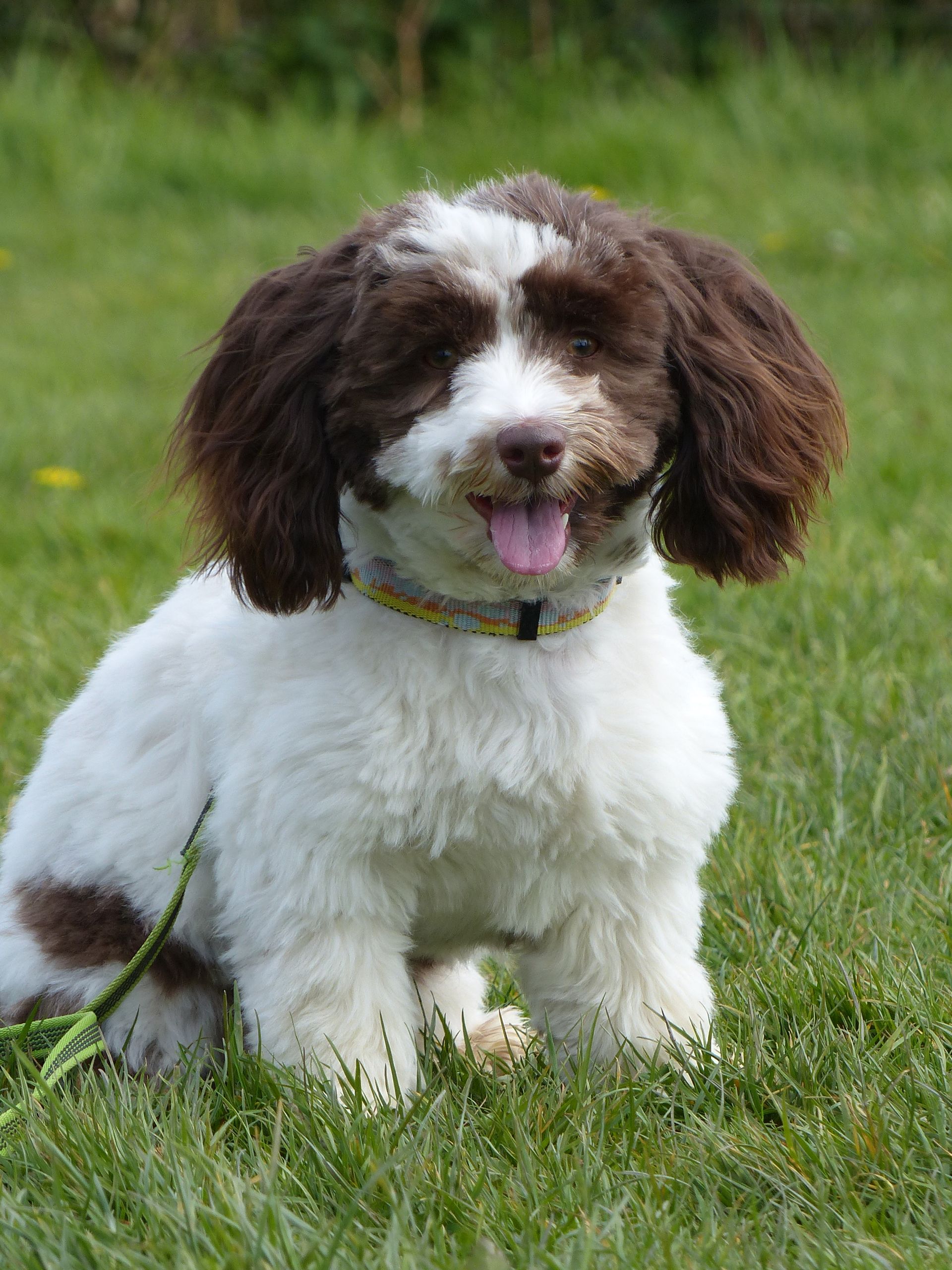 Un bichon havanais au assis pas bouger