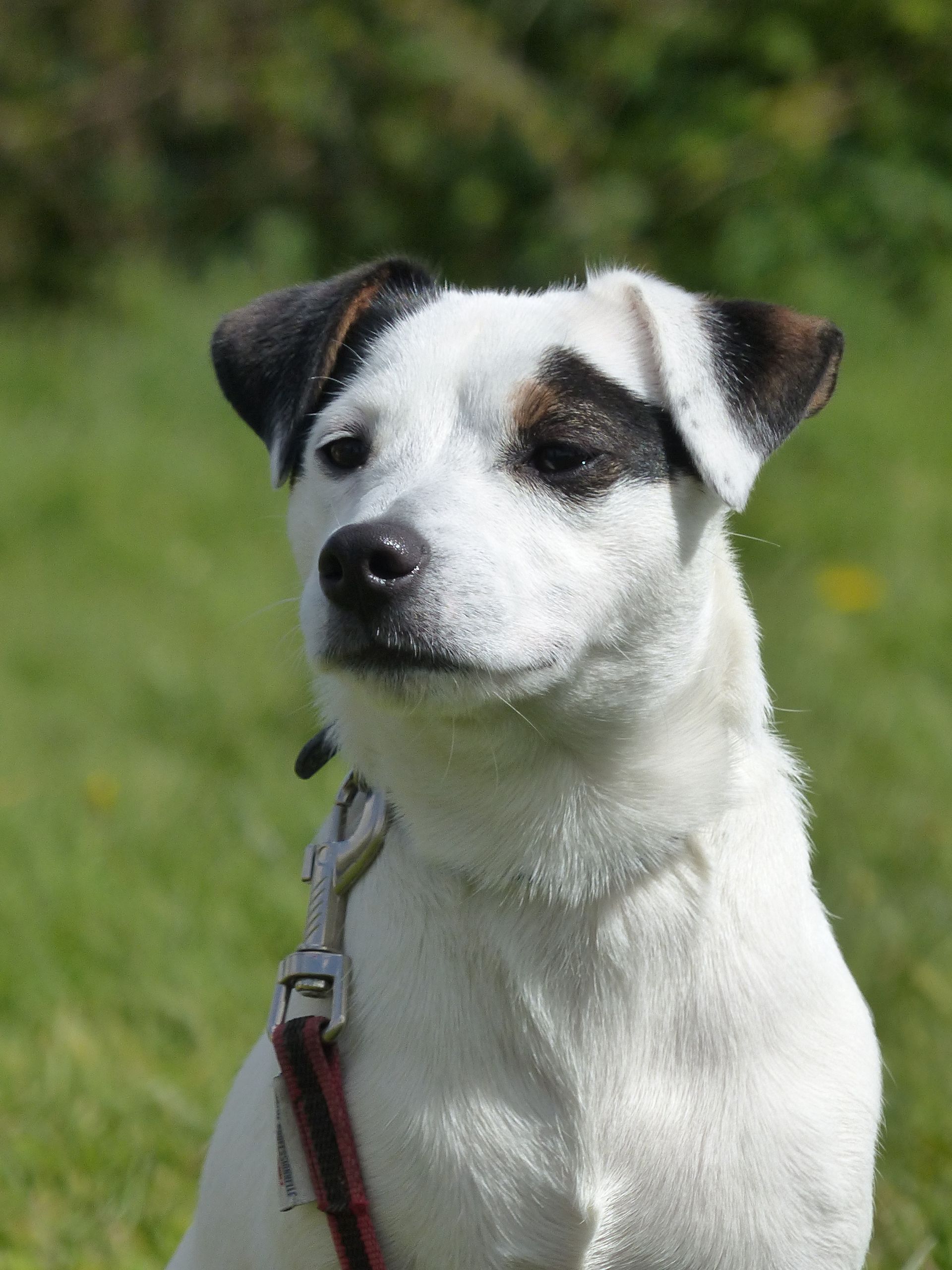 Un Jack Russel