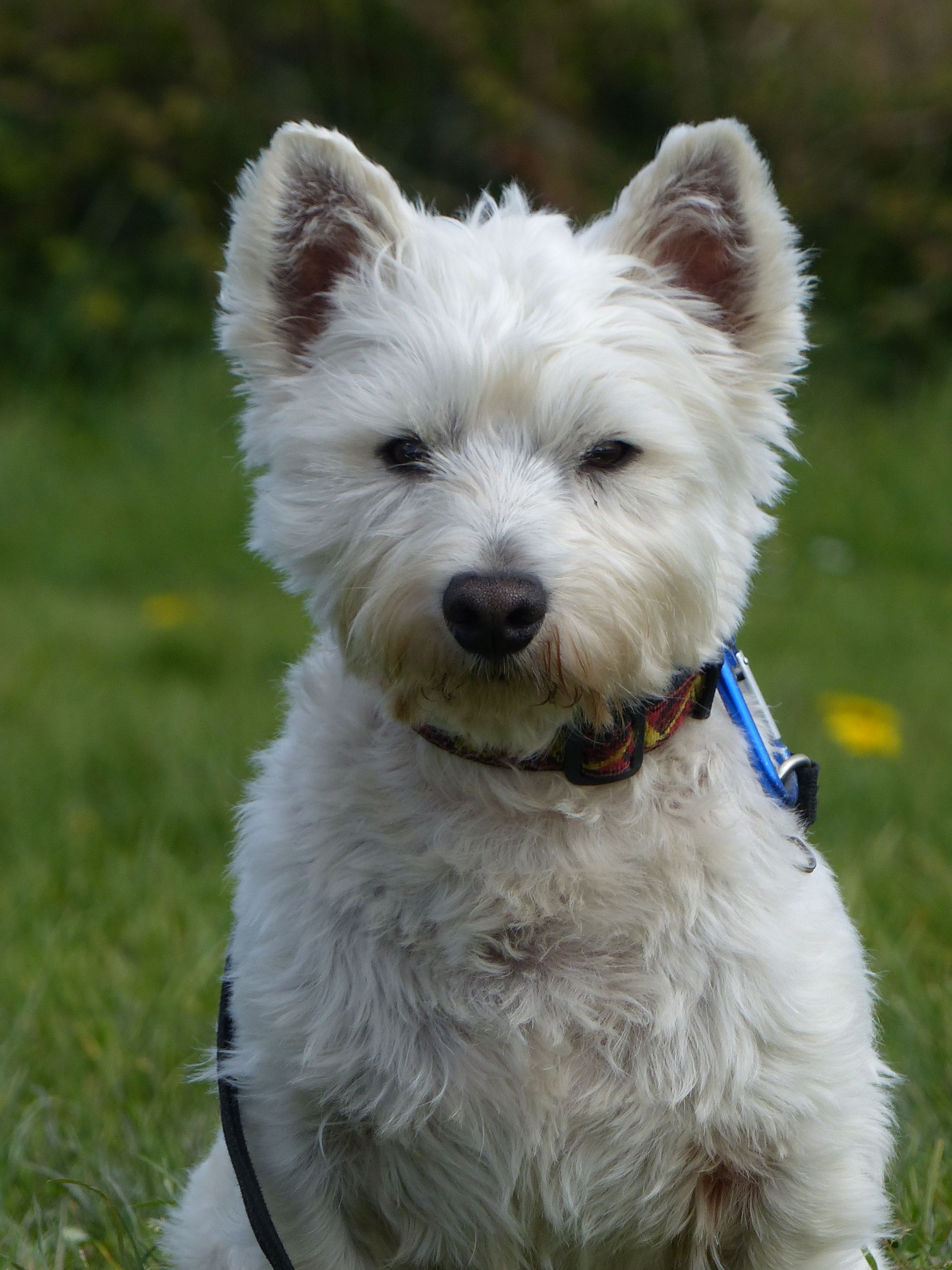Un westie au assis 