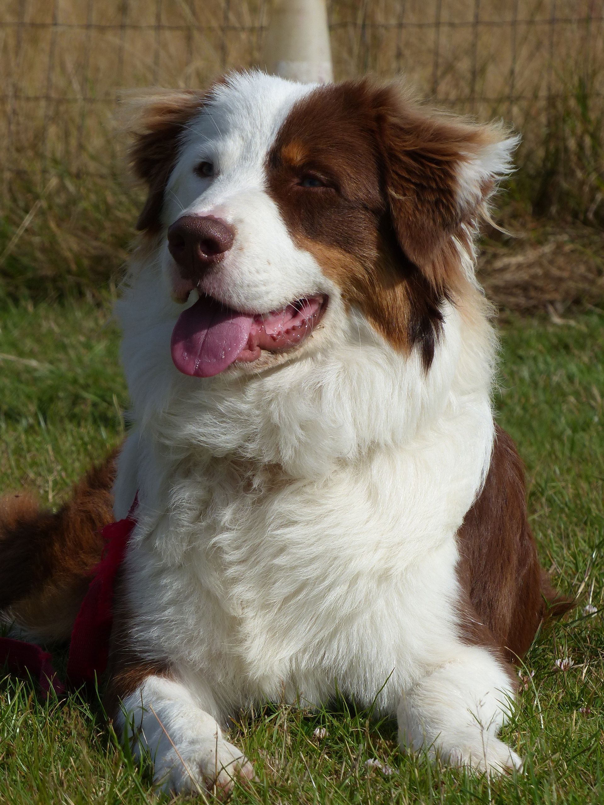 Chien de berger australien rouge et blanc couché dans l'herbe, la langue tirée.