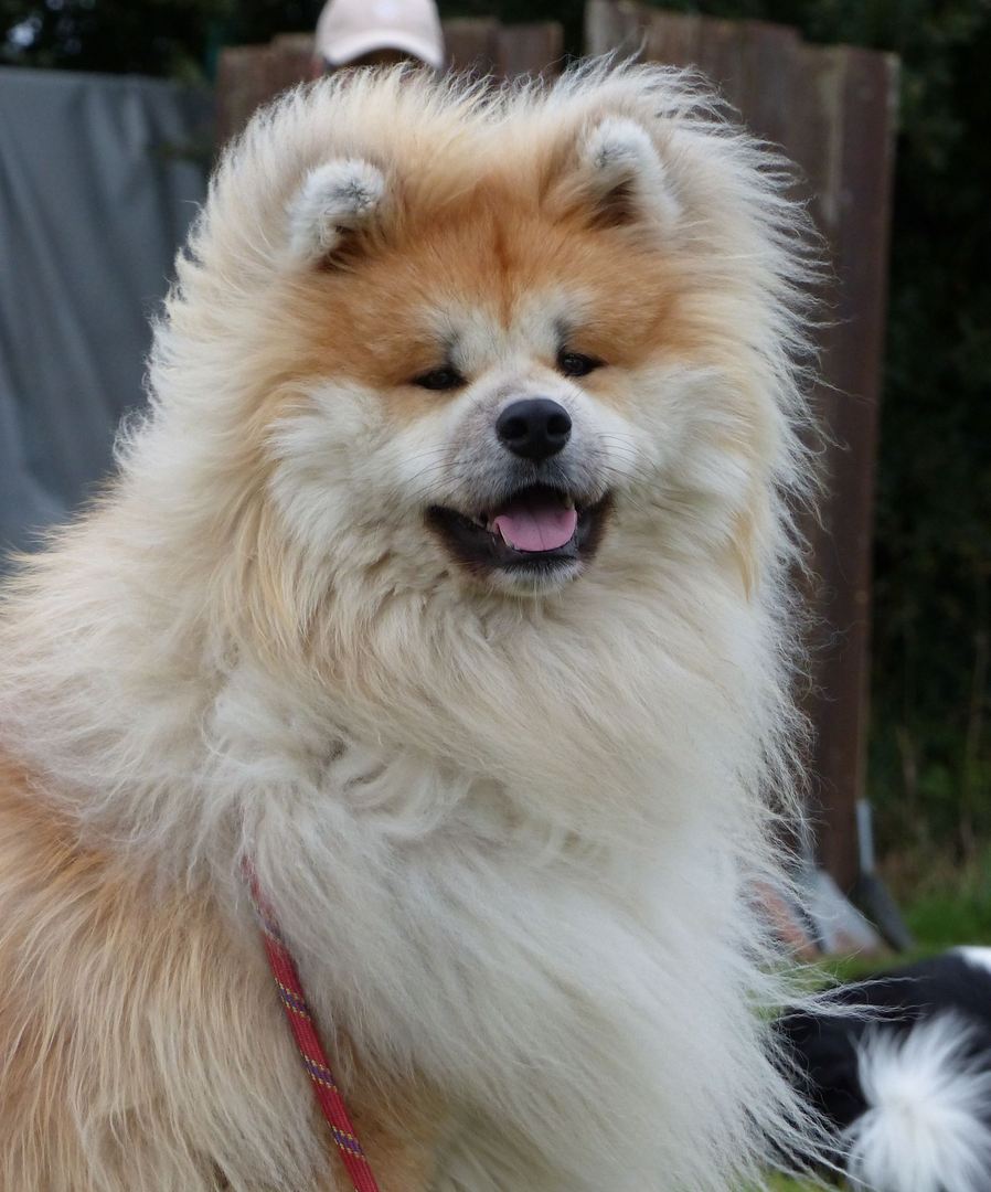 Chien Akita duveteux avec une fourrure beige et crème, souriant à l'extérieur.