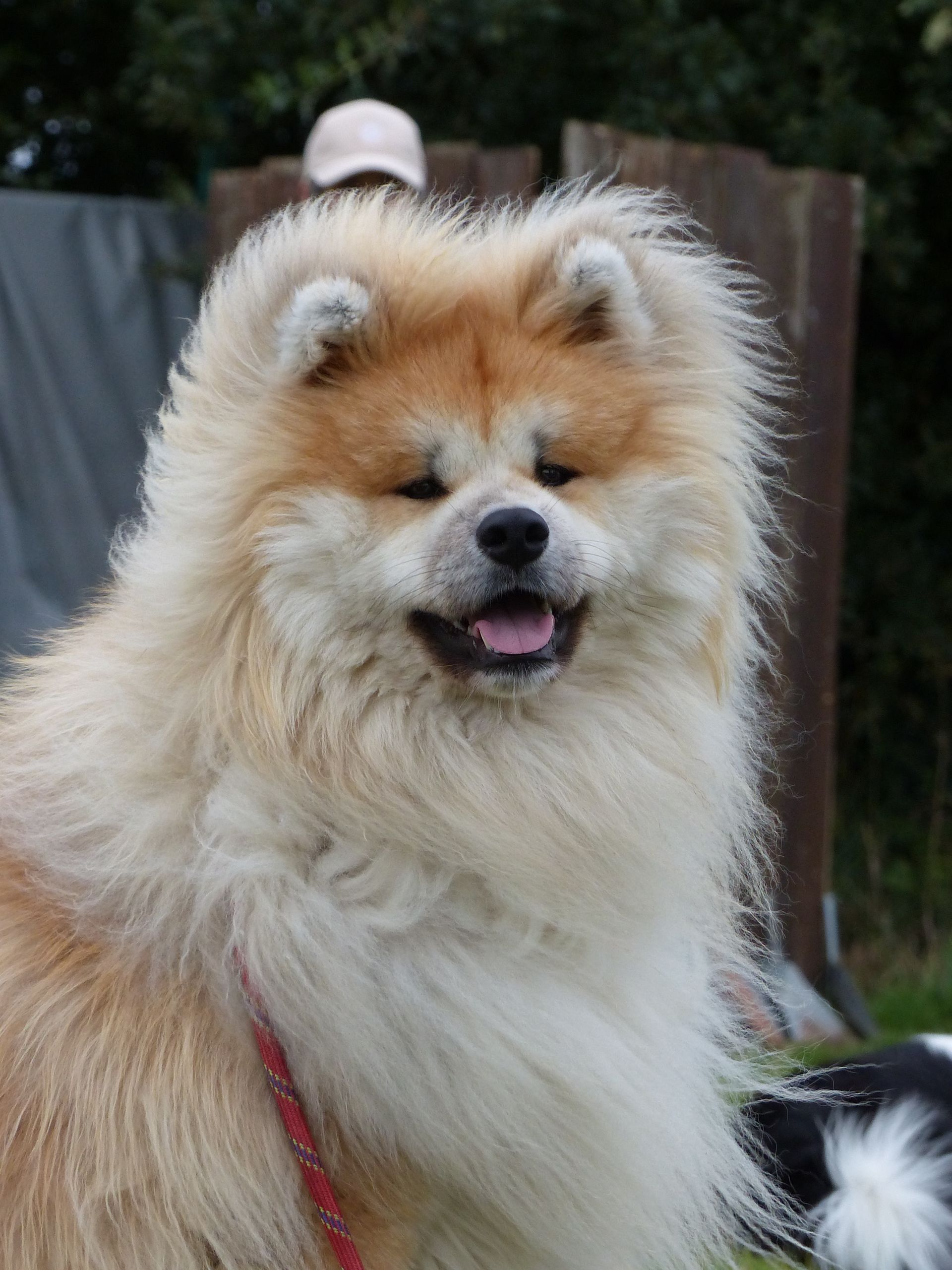 Chien Akita brun clair et duveteux, souriant à l'extérieur.