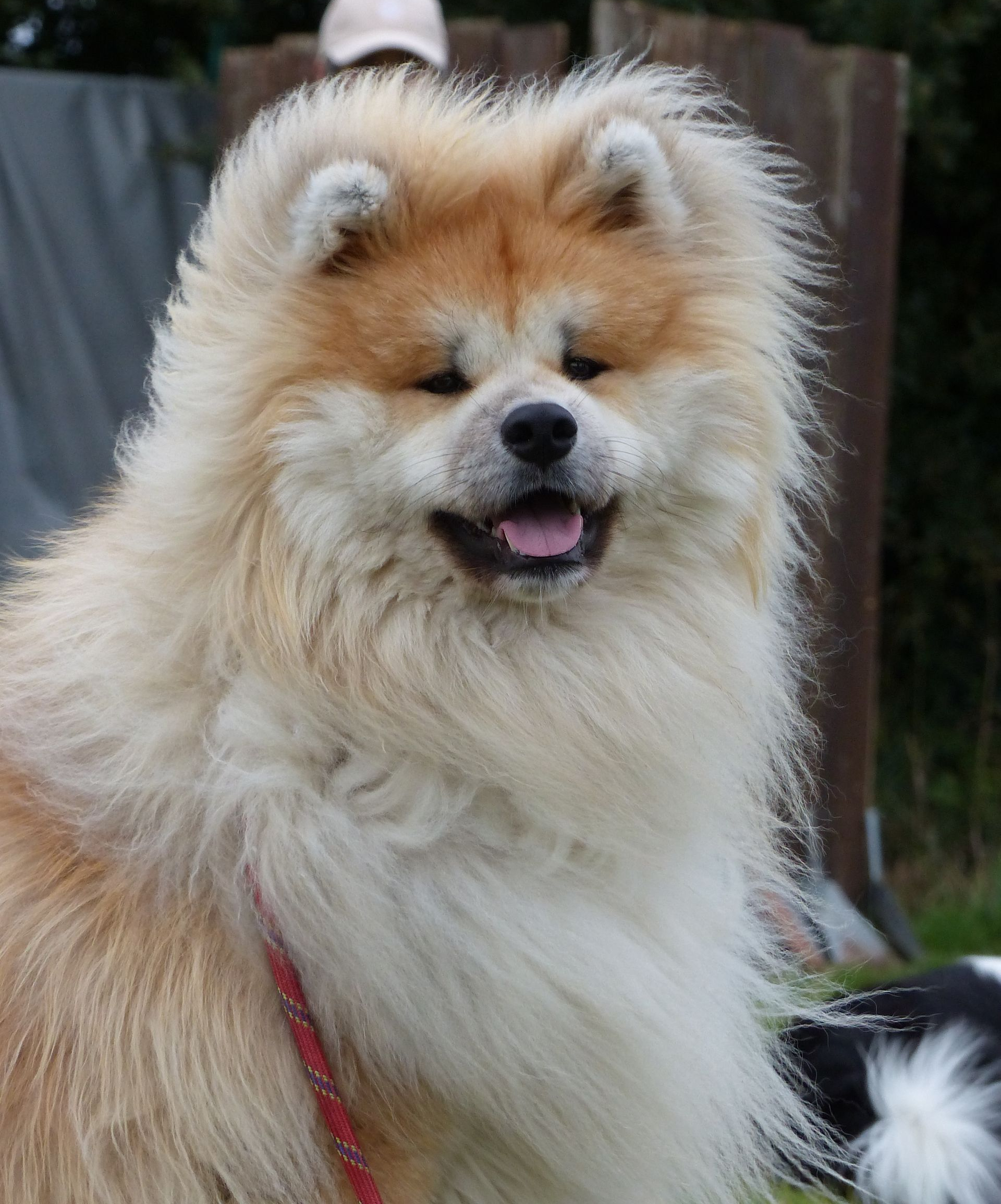 Chien Akita duveteux avec une fourrure beige et crème, souriant à l'extérieur.