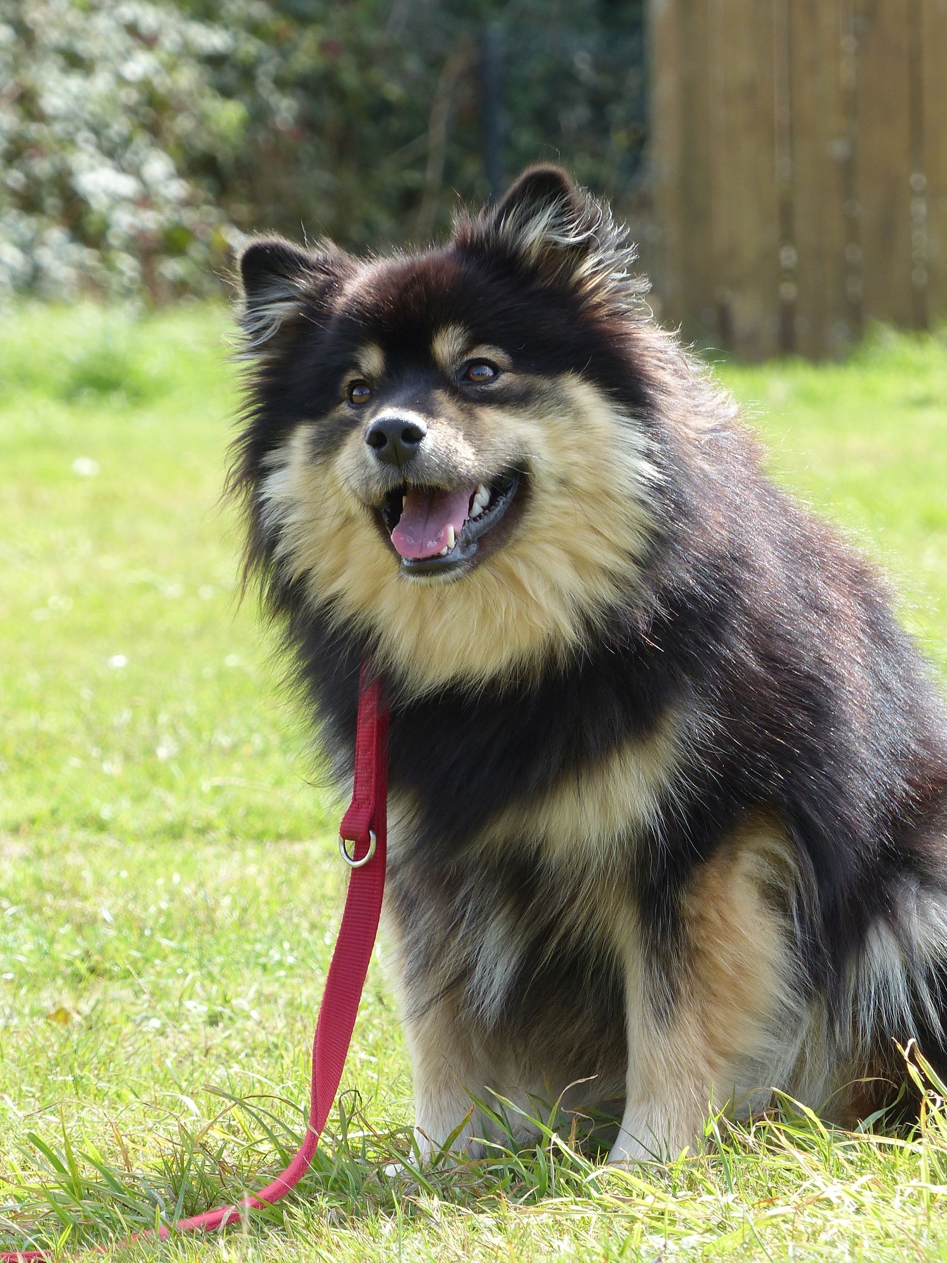 Chien noir et feu, assis sur l'herbe, portant une laisse rouge, souriant.