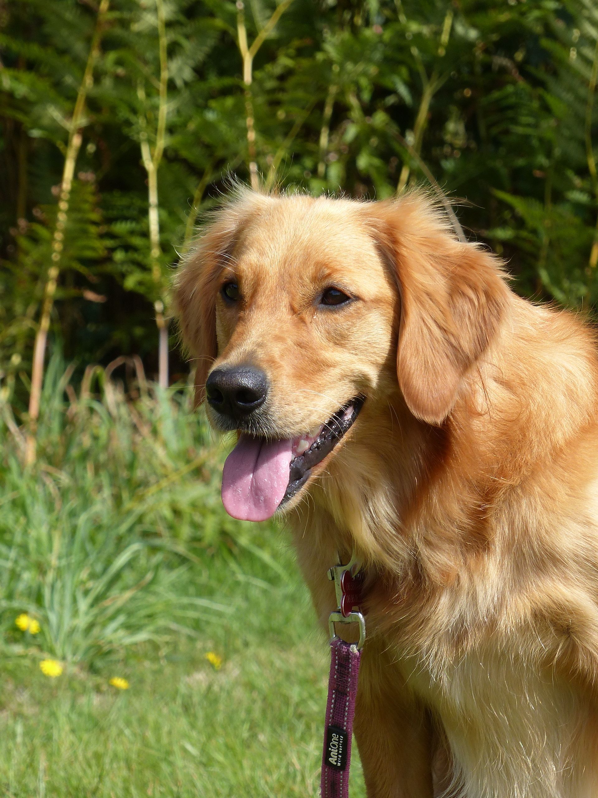 Golden Retriever avec la langue tirée, portant une laisse violette, dans un cadre herbeux.