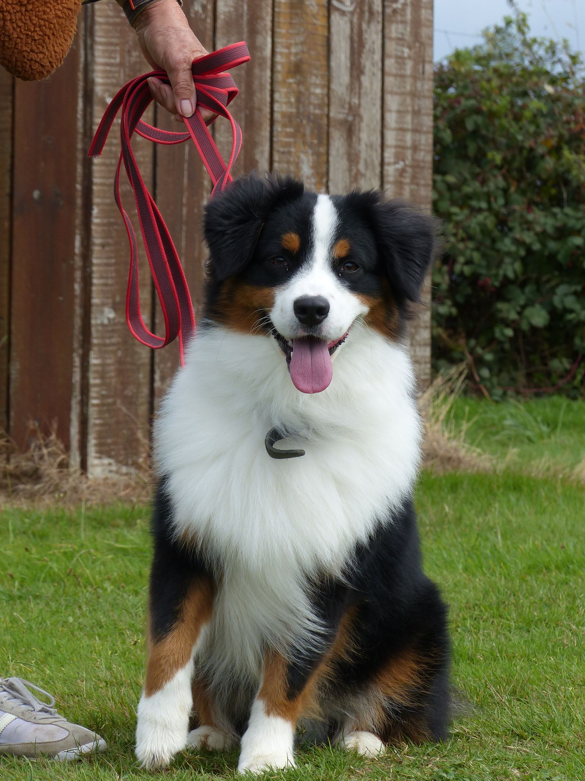 Chien de berger australien tricolore assis sur l'herbe, en laisse tenue par une personne.