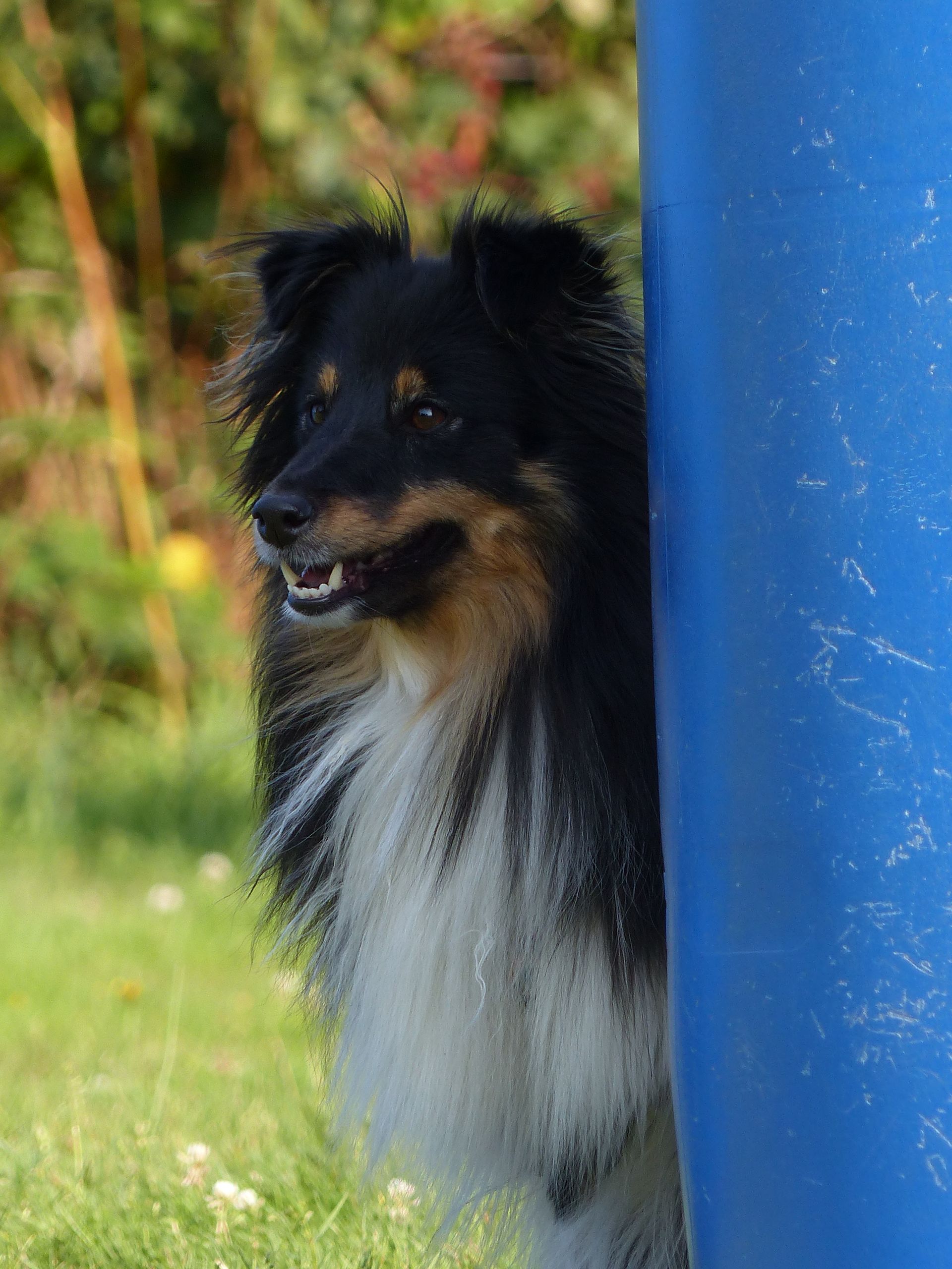 Chien Sheltie noir et feu regardant autour d'un tonneau bleu sur un champ herbeux.