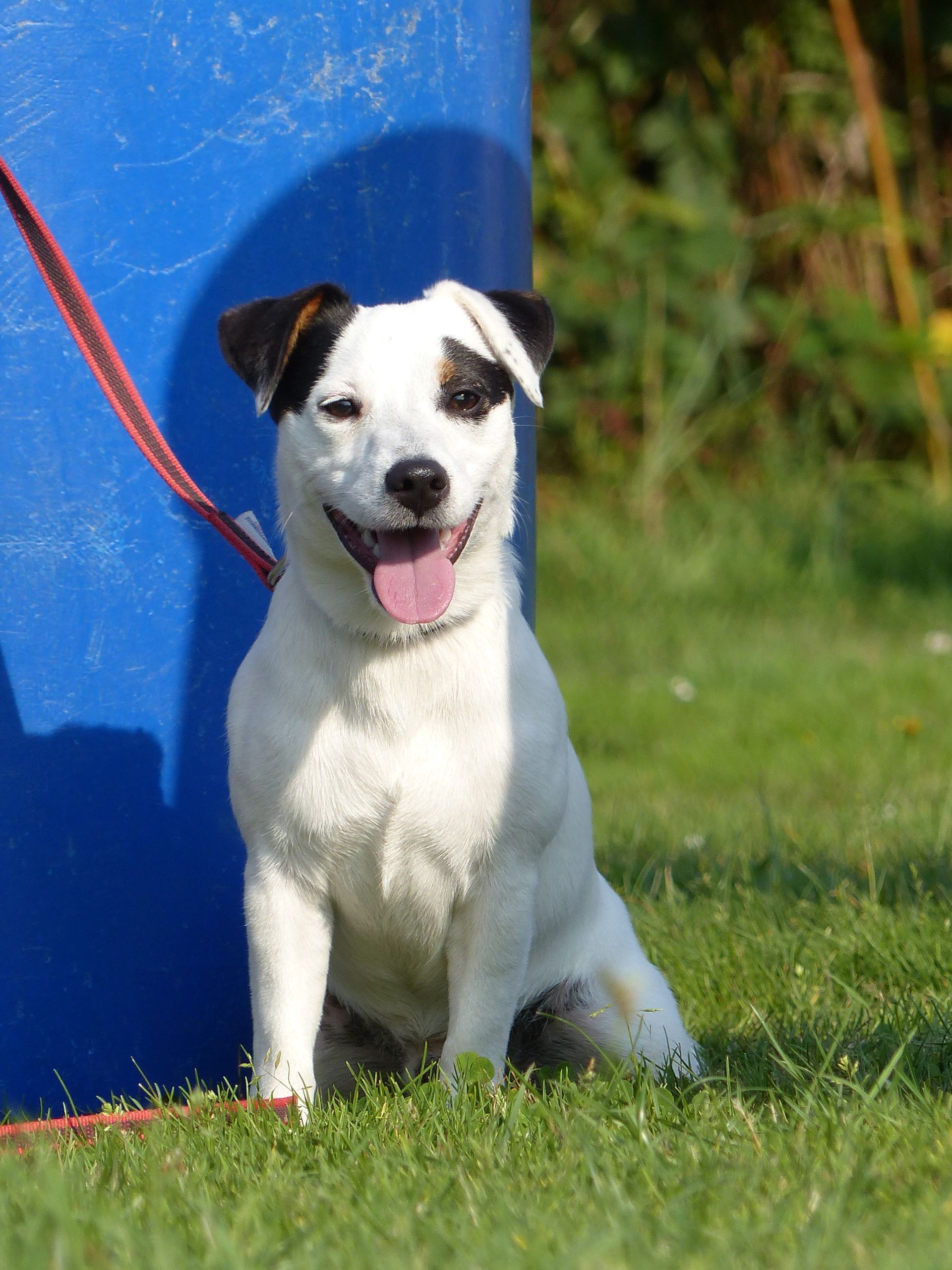 Un chien blanc et noir avec une expression heureuse est assis sur l'herbe à côté d'un tonneau bleu.