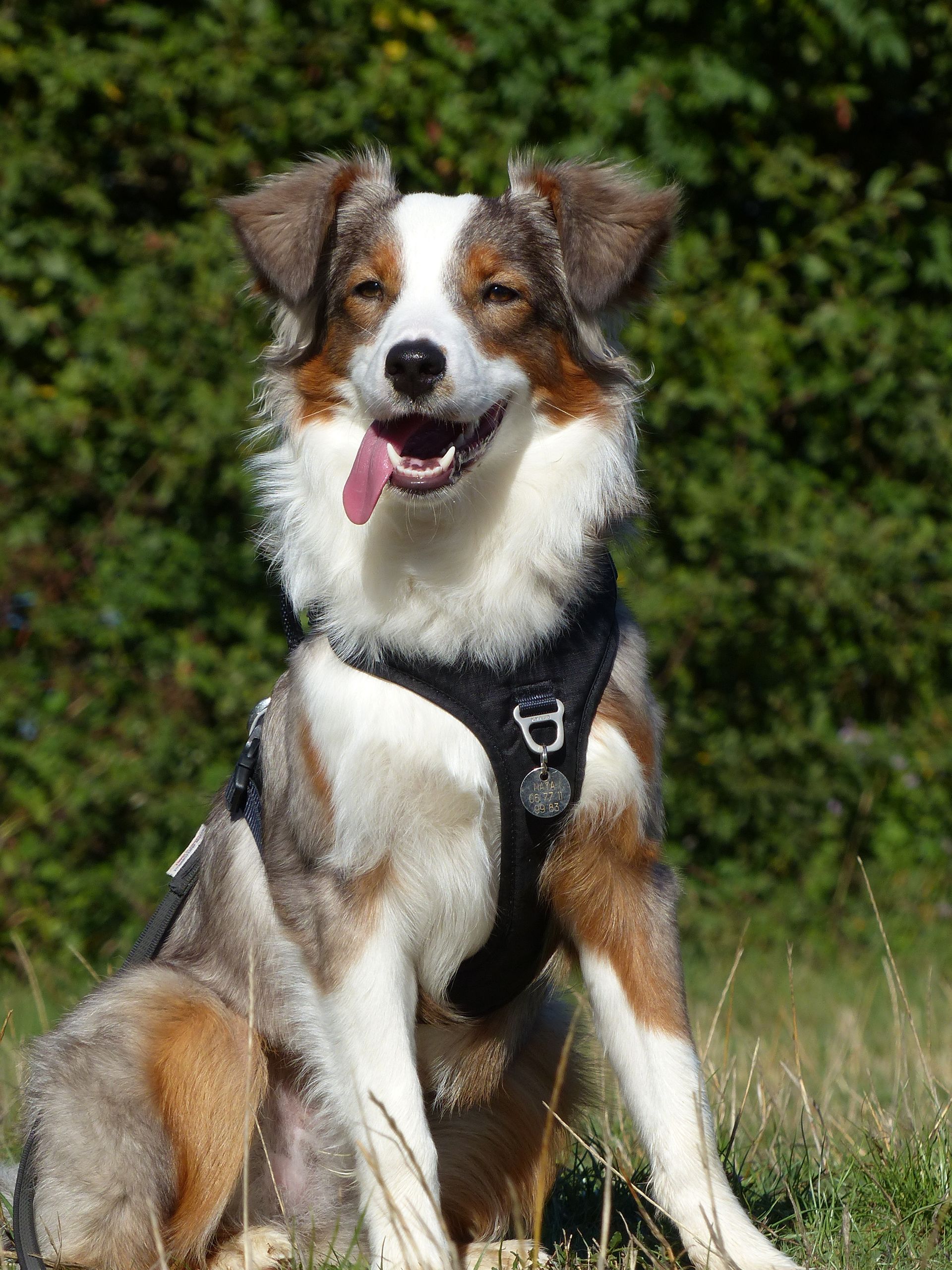 Chien à fourrure brune et blanche portant un harnais, assis à l'extérieur avec la langue tirée.