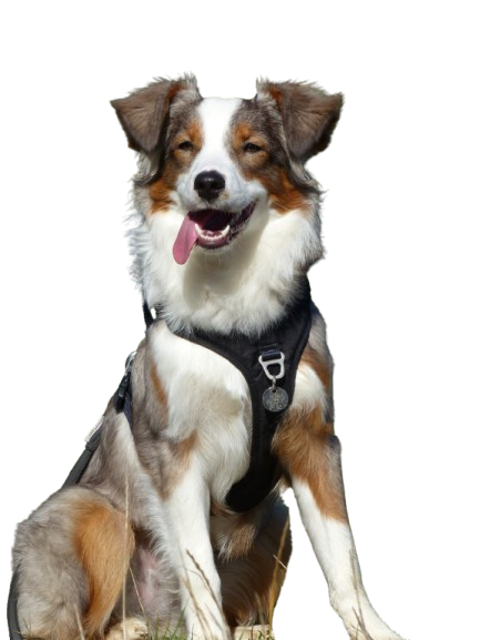 Chien de berger australien portant un harnais noir, haletant avec la langue tirée.