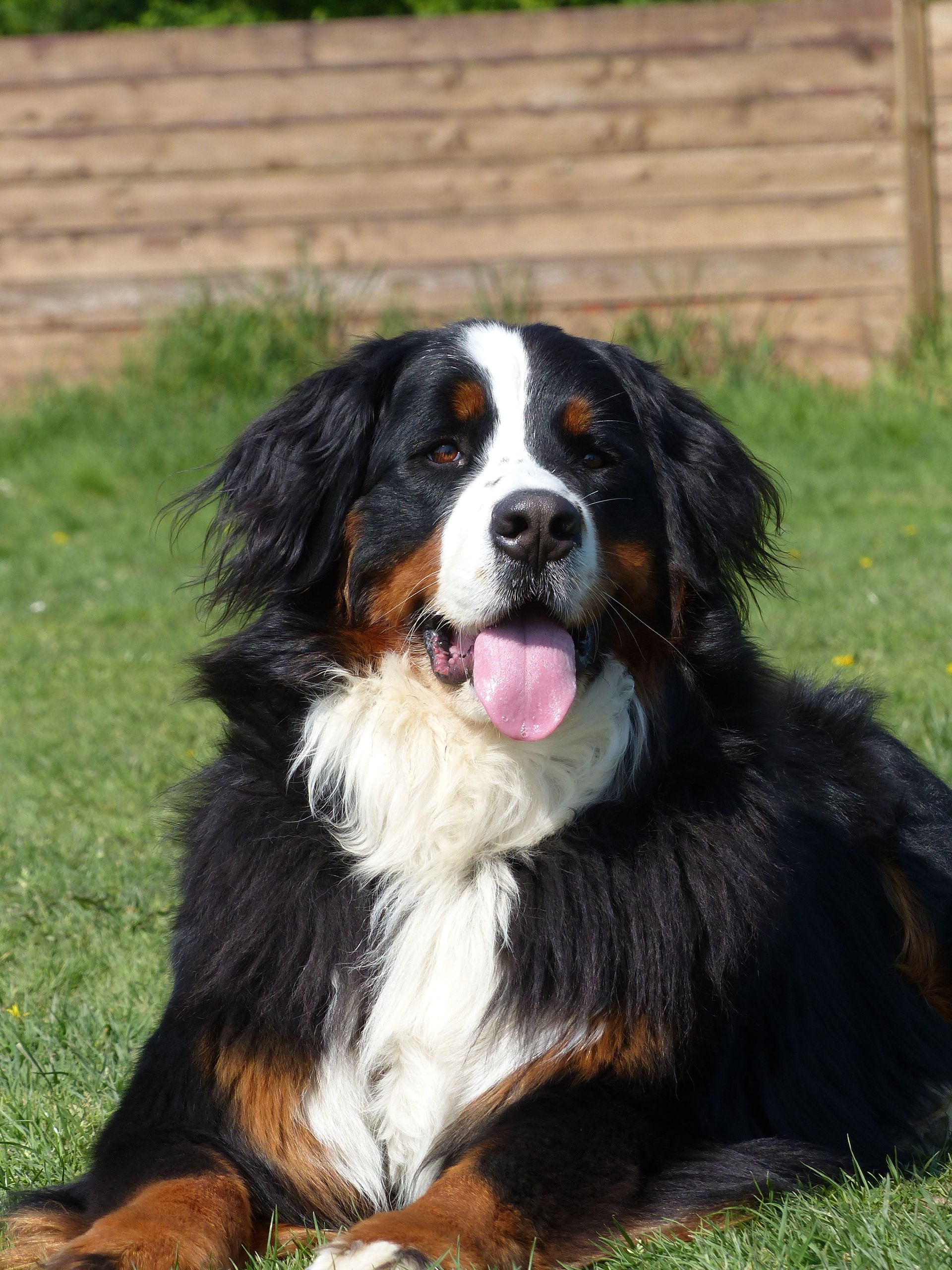 Bouvier bernois avec des marques noires, blanches et brunes, couché dans l'herbe verte avec la langue tirée.