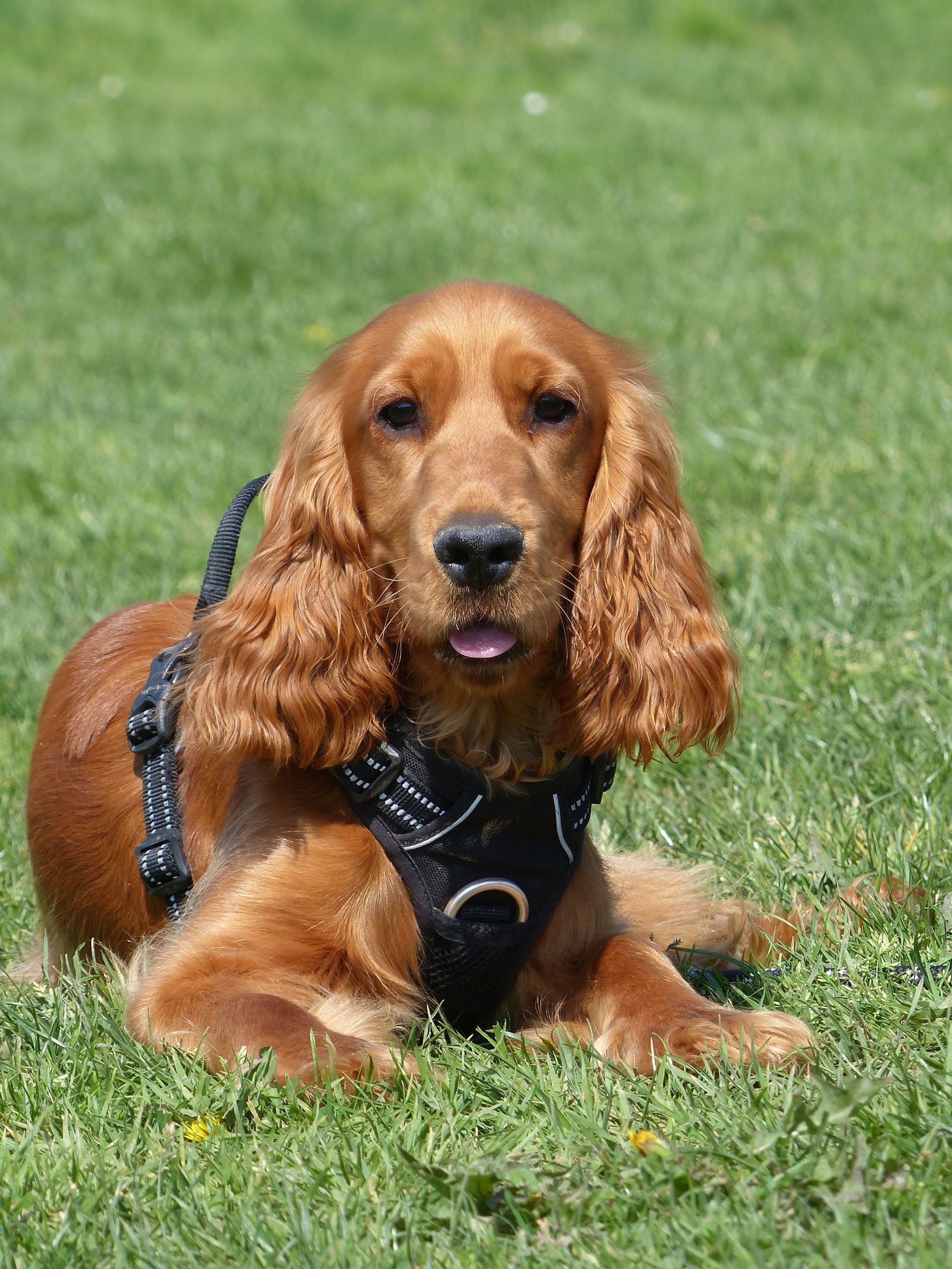 Cocker Spaniel doré portant un harnais noir, allongé sur l'herbe verte.