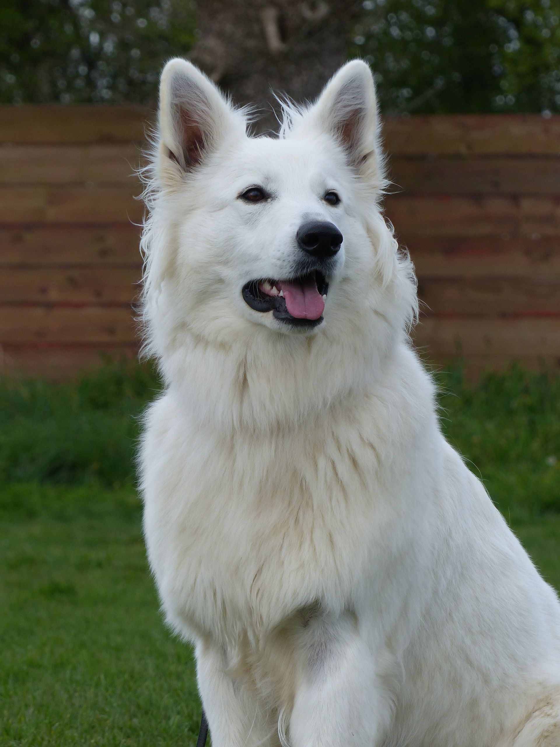 Chien de berger blanc suisse à la fourrure duveteuse, assis dehors avec un léger sourire.