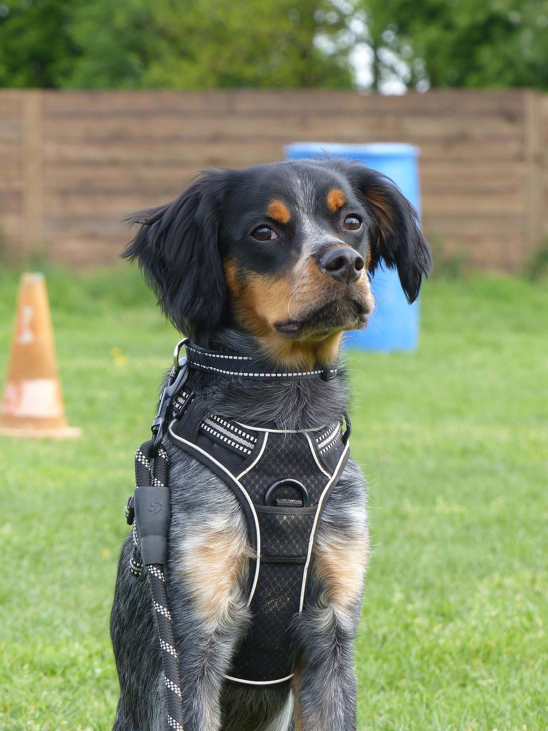 Chien à fourrure noire et feu portant un harnais, assis sur l'herbe, l'air attentif.