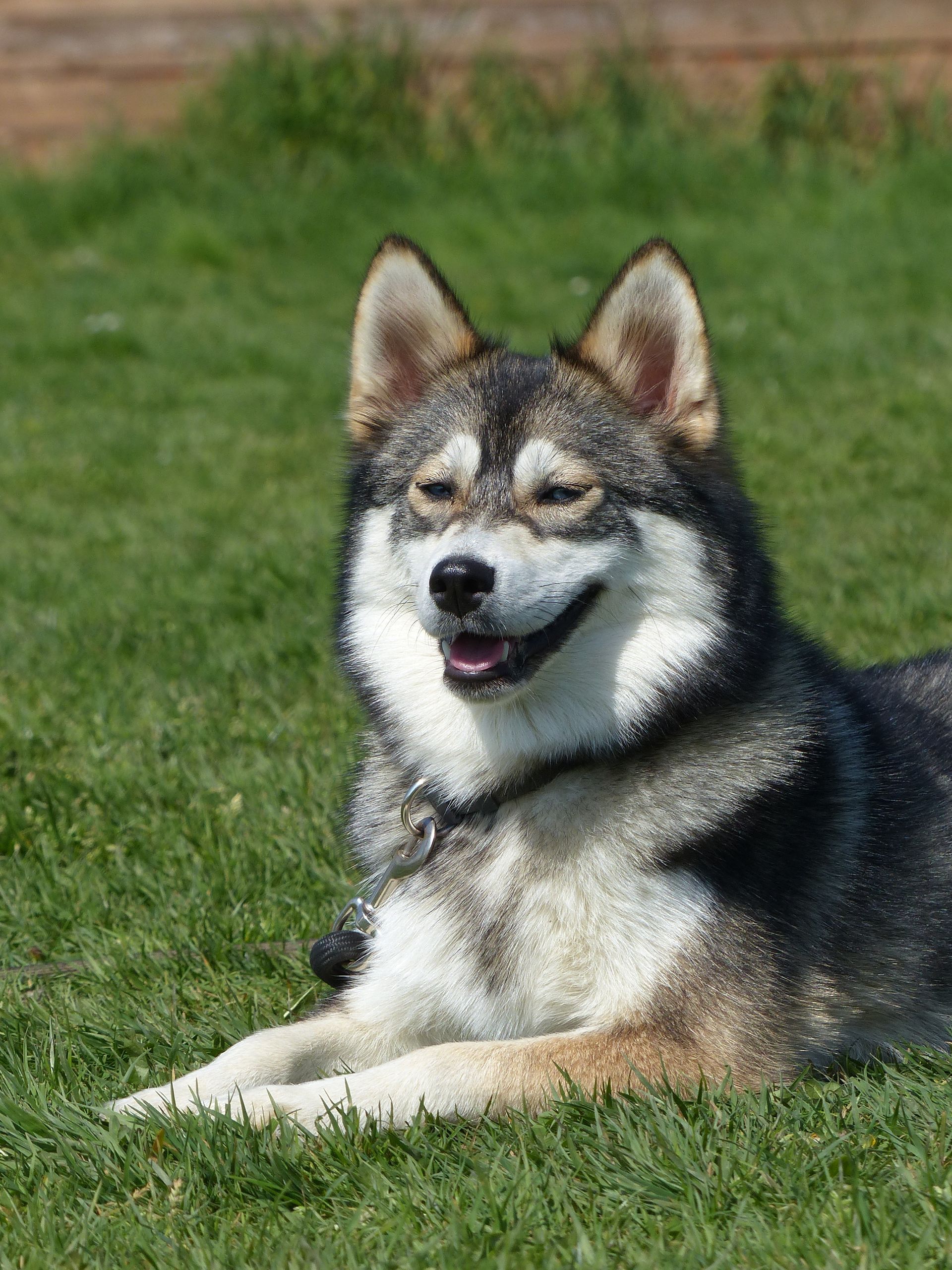 Chien à fourrure grise et blanche reposant sur l'herbe verte, souriant.