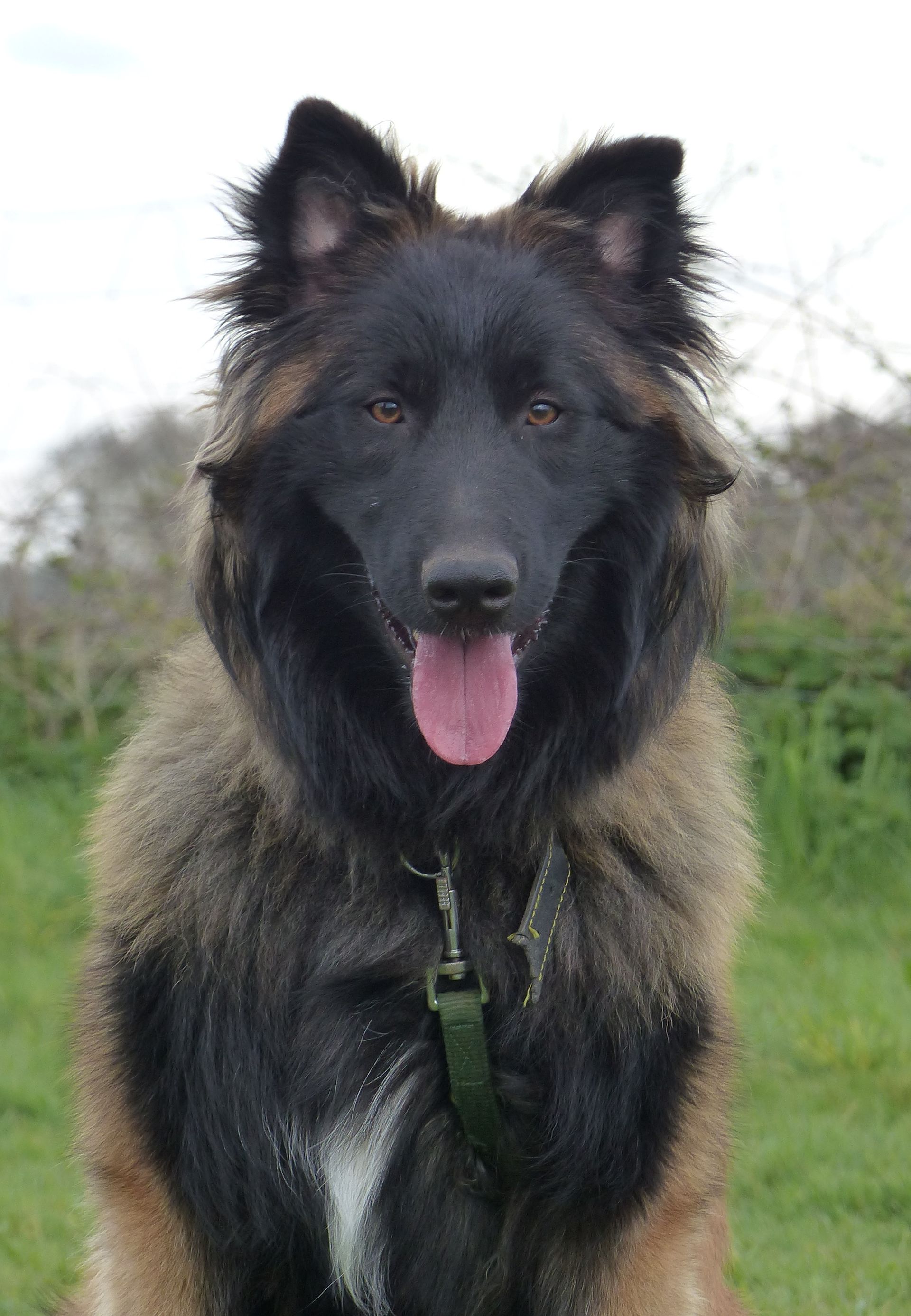 Chien de berger belge au museau noir et au pelage fauve, haletant avec la langue rose, en extérieur.