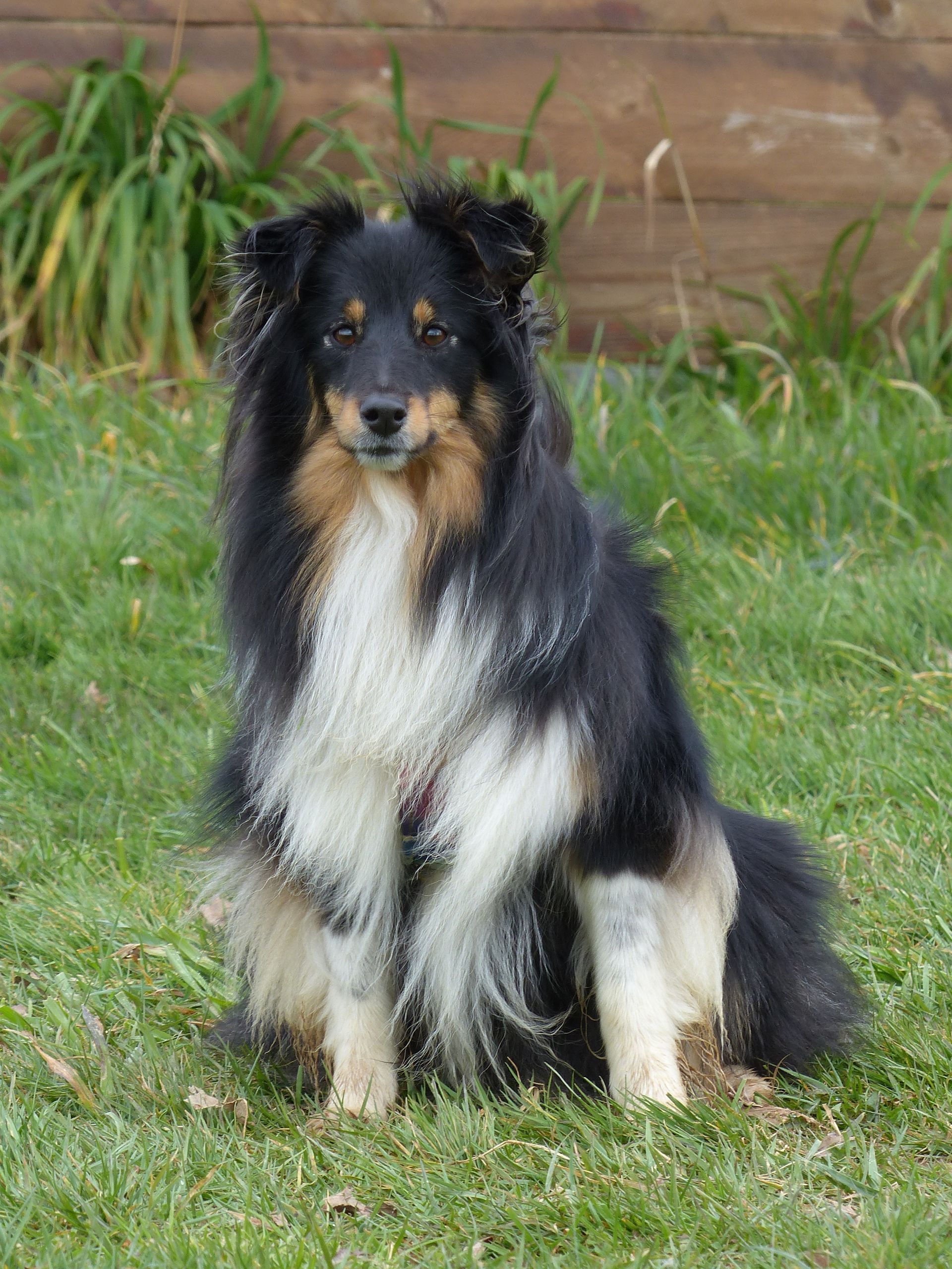 Berger des Shetland tricolore assis dans l'herbe. Fourrure noire, feu et blanche, yeux marron, oreilles dressées.