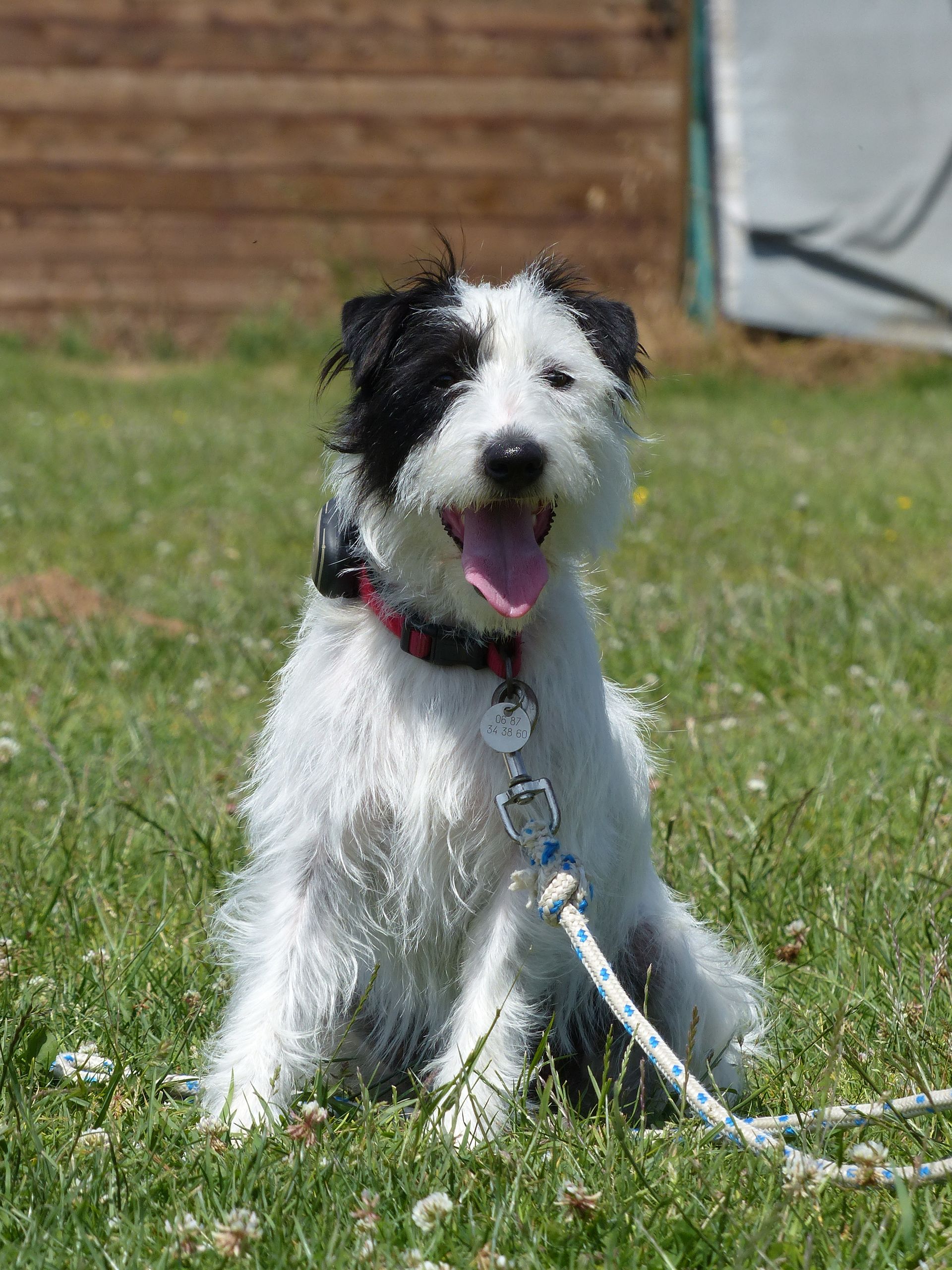 Un chien croisé terrier blanc et noir est assis, haletant, dans l'herbe verte avec une laisse attachée.