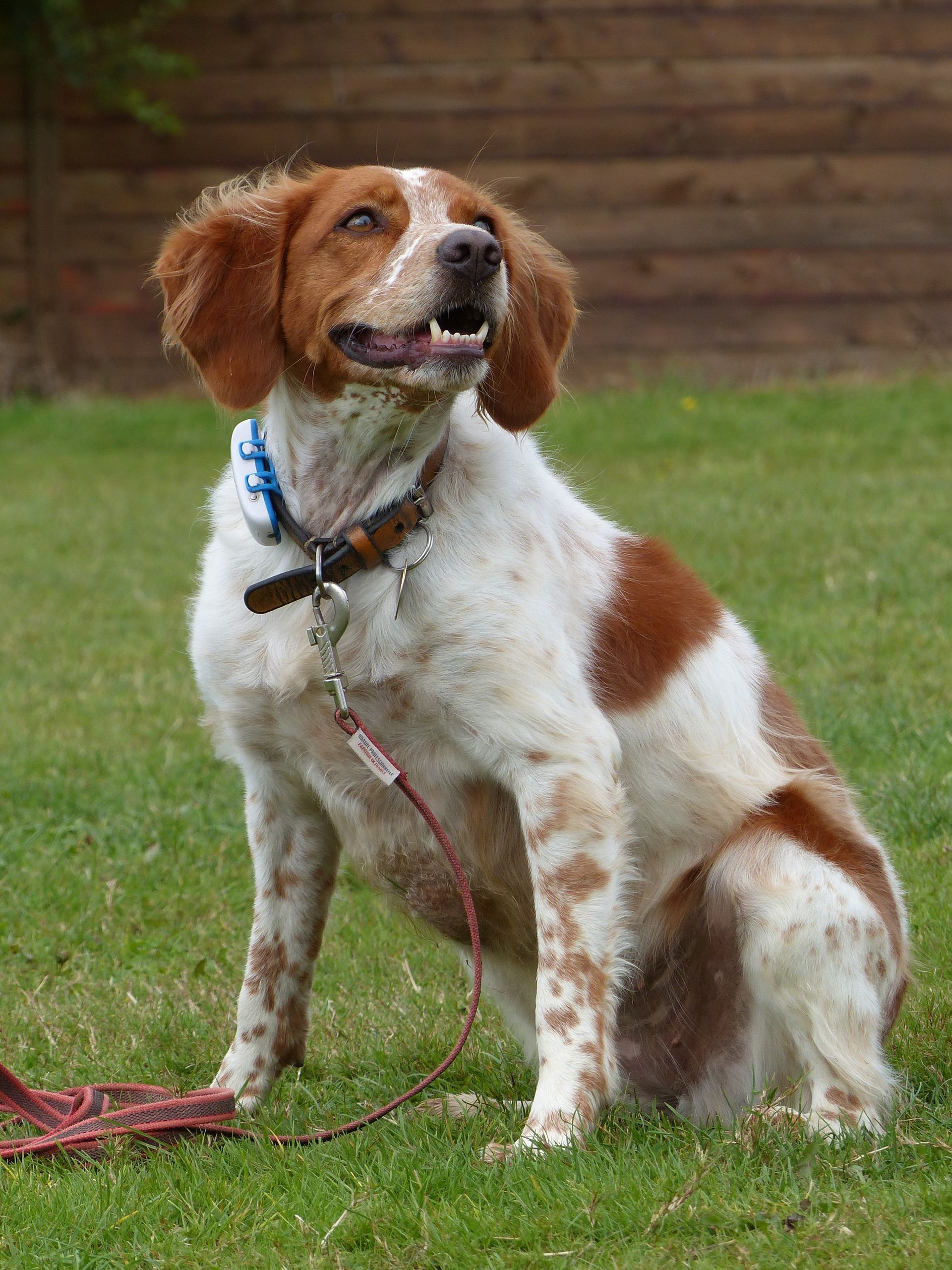 Un chien à la fourrure tachetée d'orange et de blanc est assis sur l'herbe verte, regardant vers le haut.