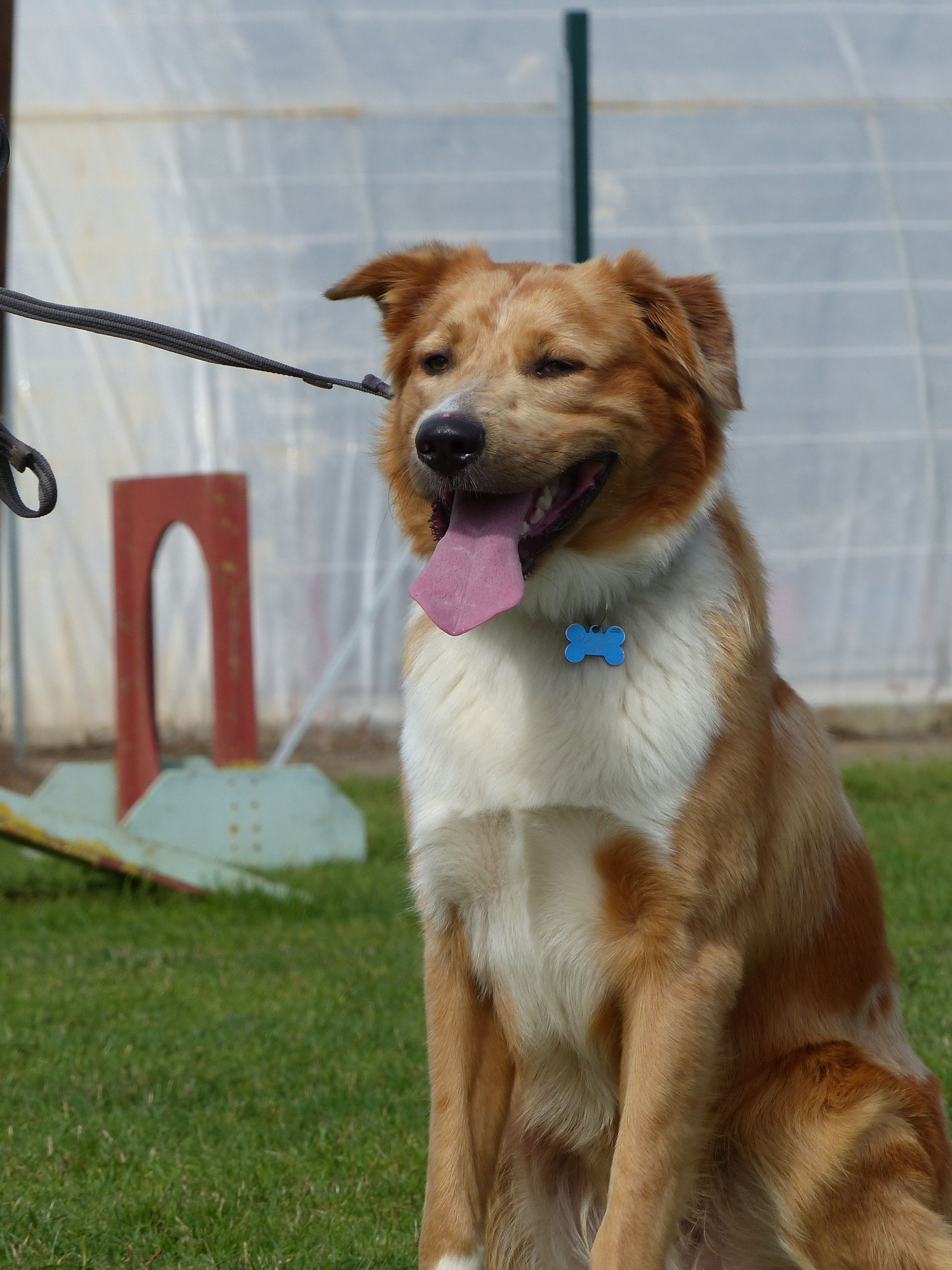 Chien doré et blanc assis sur l'herbe verte, la langue tirée, portant un collier bleu.