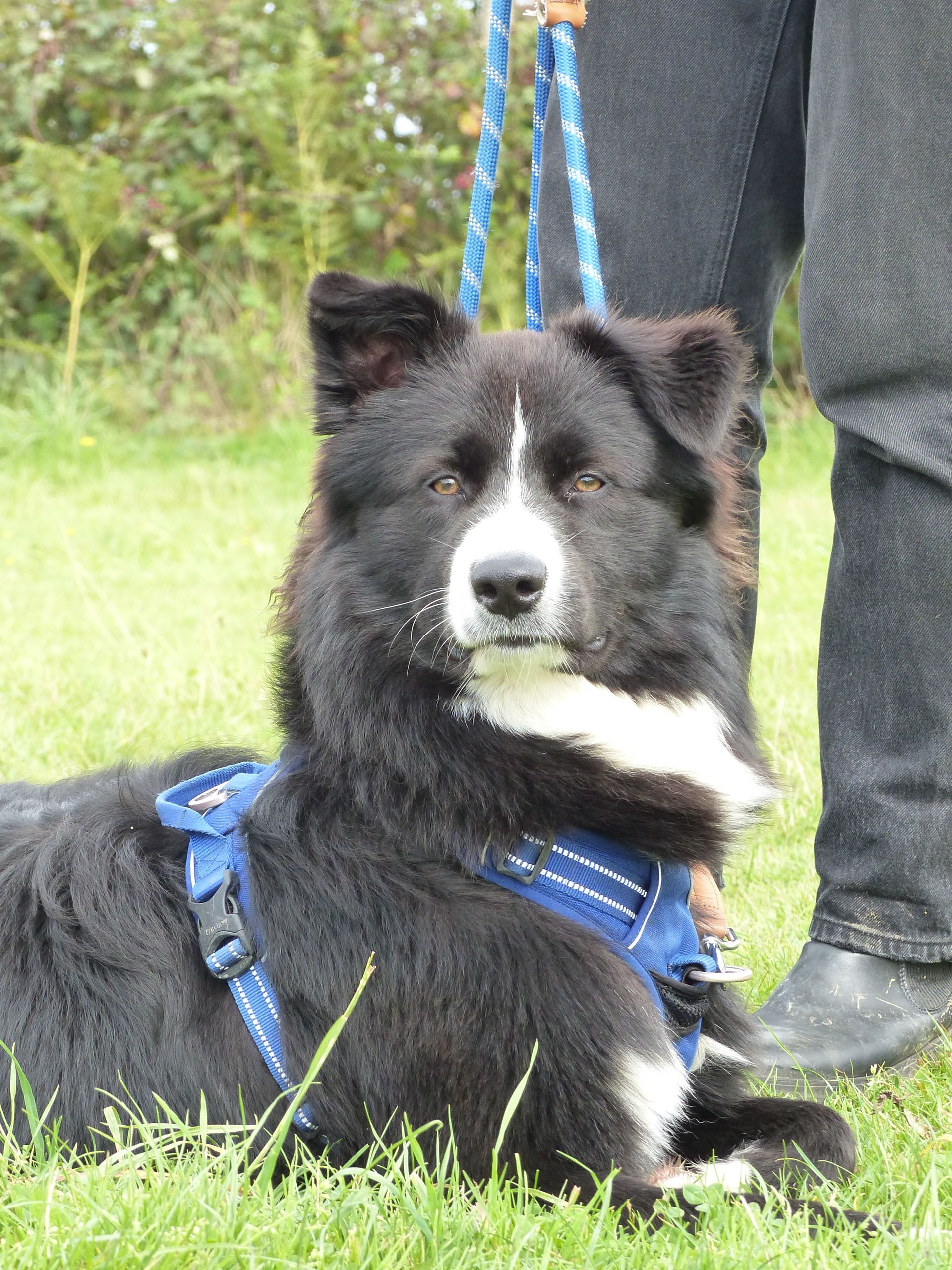 Chien noir et blanc avec harnais bleu et laisse couché dans l'herbe, regardant vers l'avant.