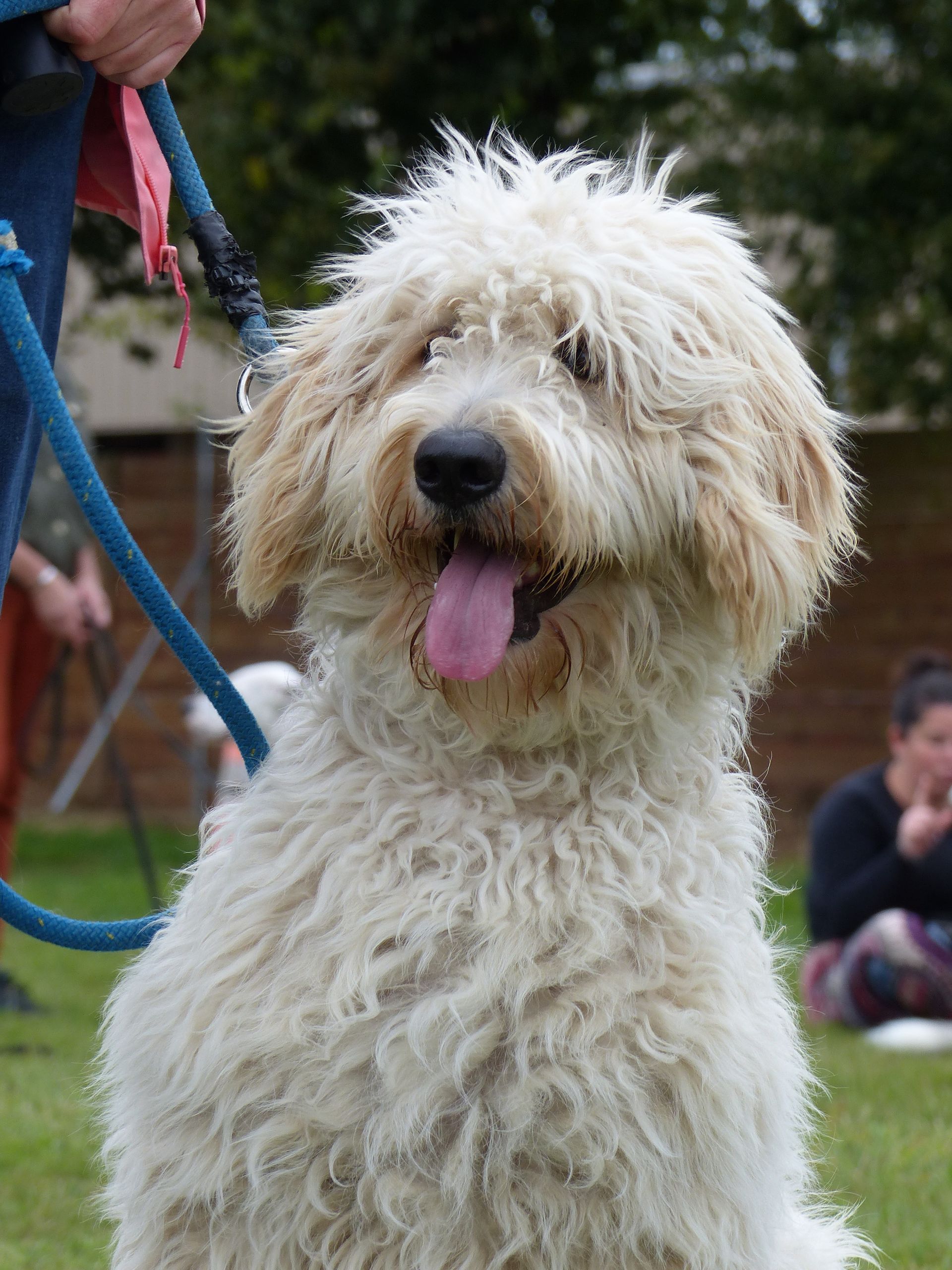 Chien couleur crème, au pelage duveteux, la langue tirée, portant une laisse bleue. Dehors, sur l'herbe.
