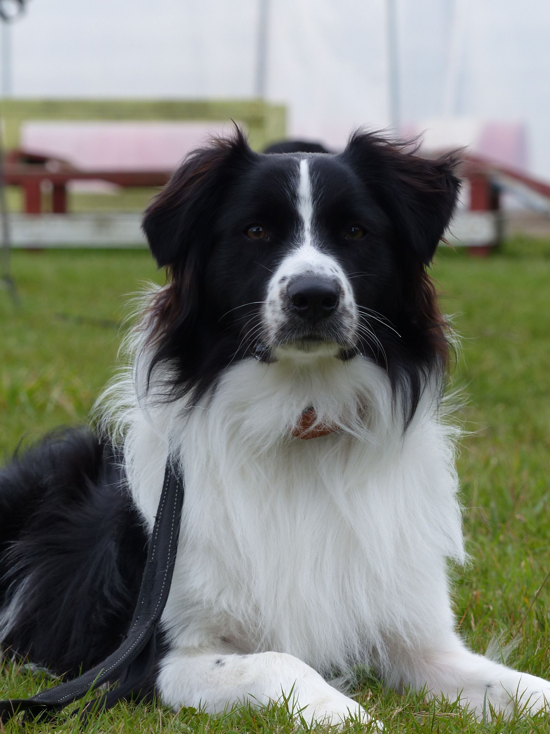 Chien Border Collie noir et blanc couché sur l'herbe verte, regardant vers l'avant avec une laisse.