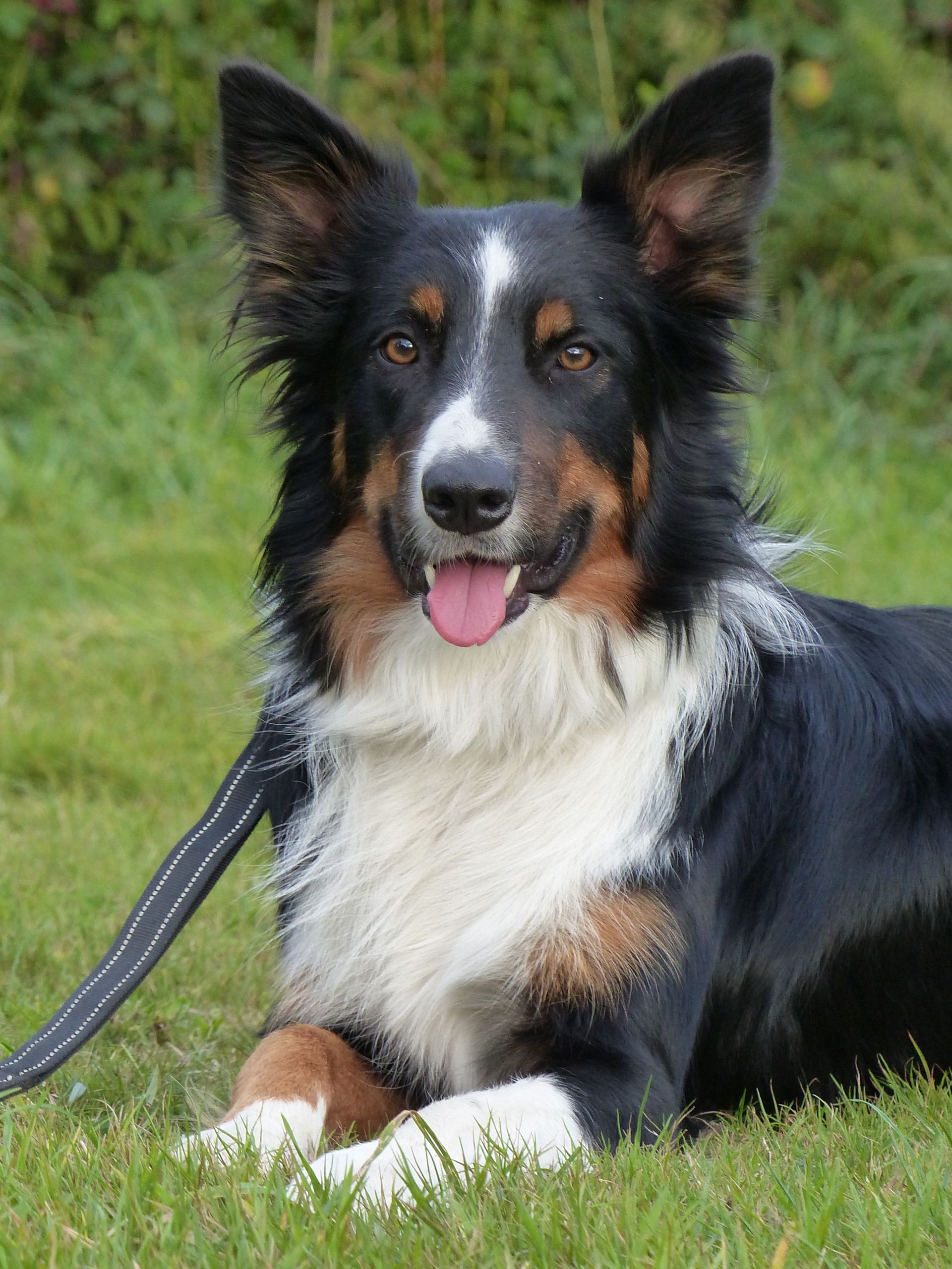 Border Collie tricolore reposant sur l'herbe, fourrure noire, blanche et feu, langue tirée.
