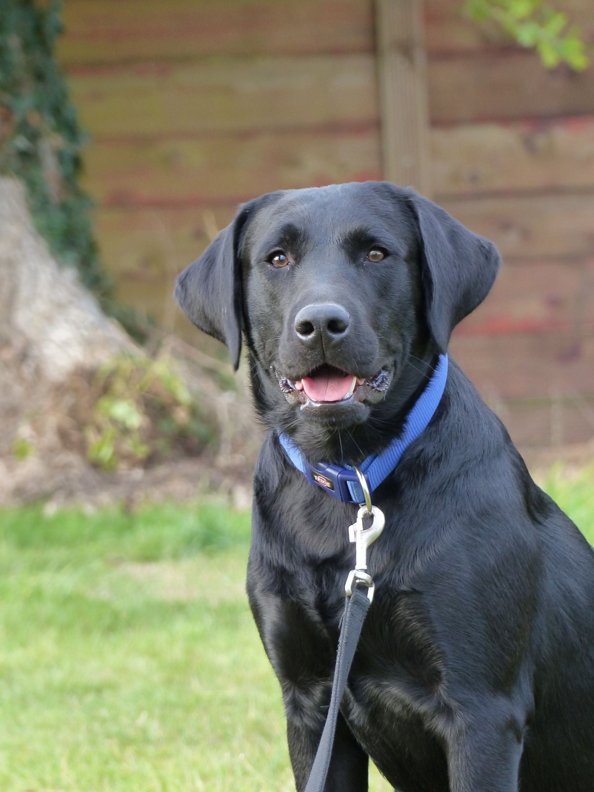 Labrador noir portant un collier bleu et une laisse, assis dans l'herbe avec un fond de clôture en bois.