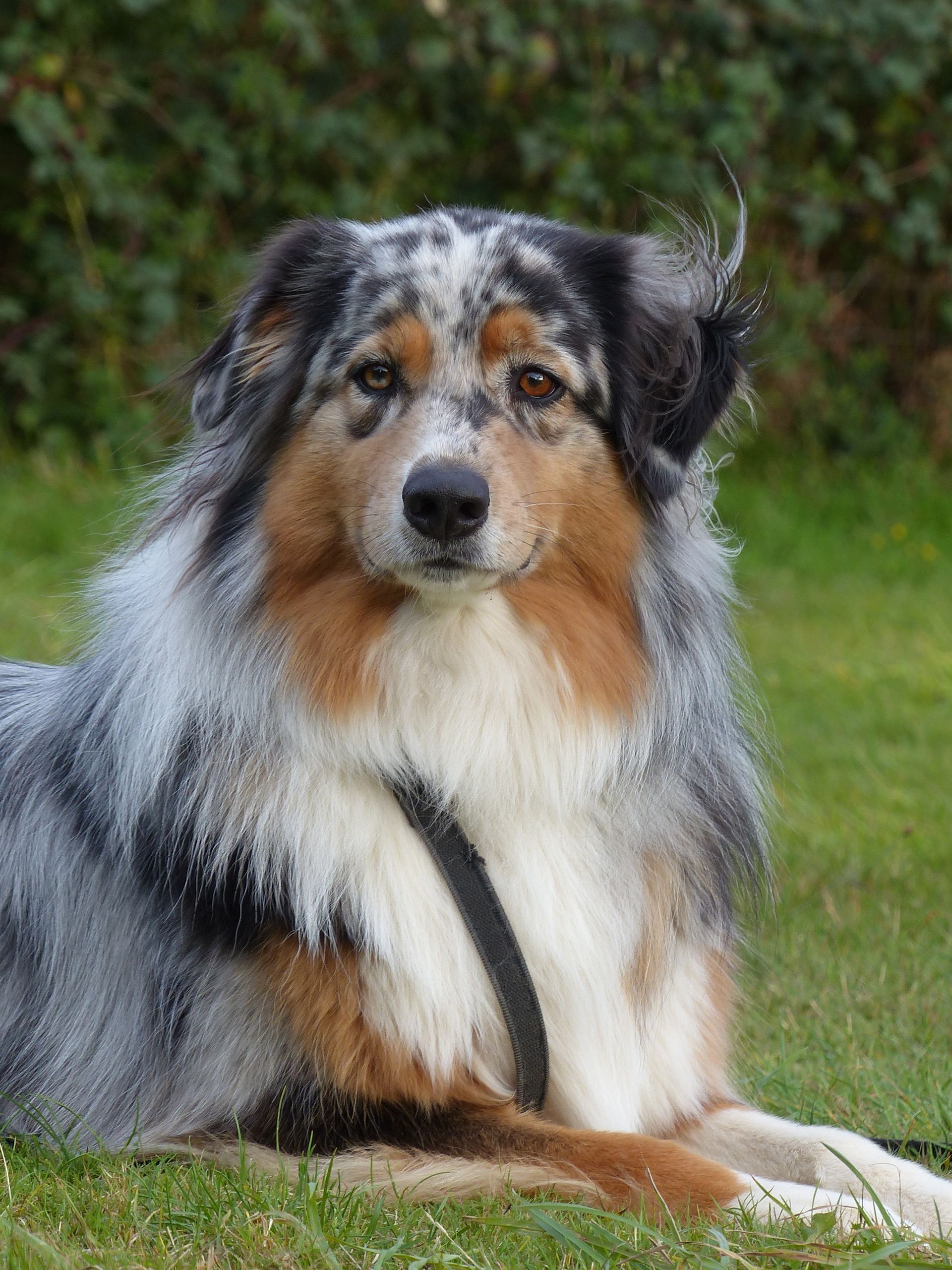 Chien de berger australien bleu merle allongé sur l'herbe, regardant directement la caméra.
