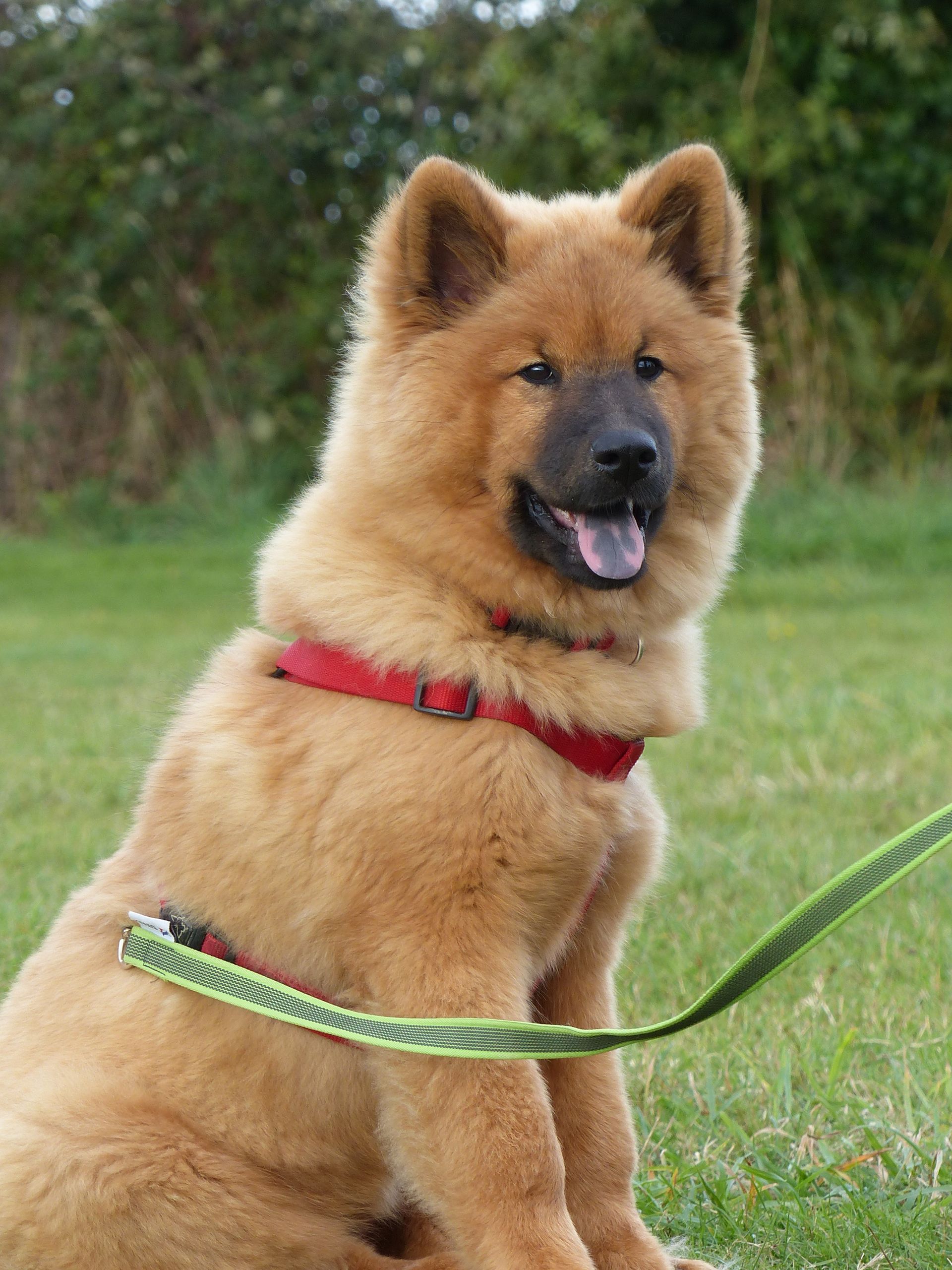 Chien Tan Chow Chow portant un harnais rouge, assis dans l'herbe, regardant vers l'avant et haletant.