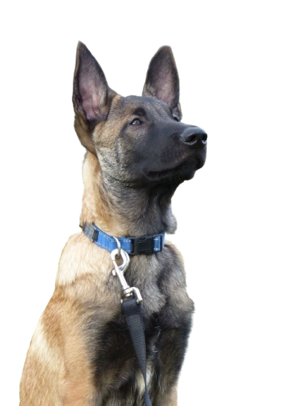 Chien malinois belge, couleur fauve et noir, portant un collier bleu et regardant vers le haut.