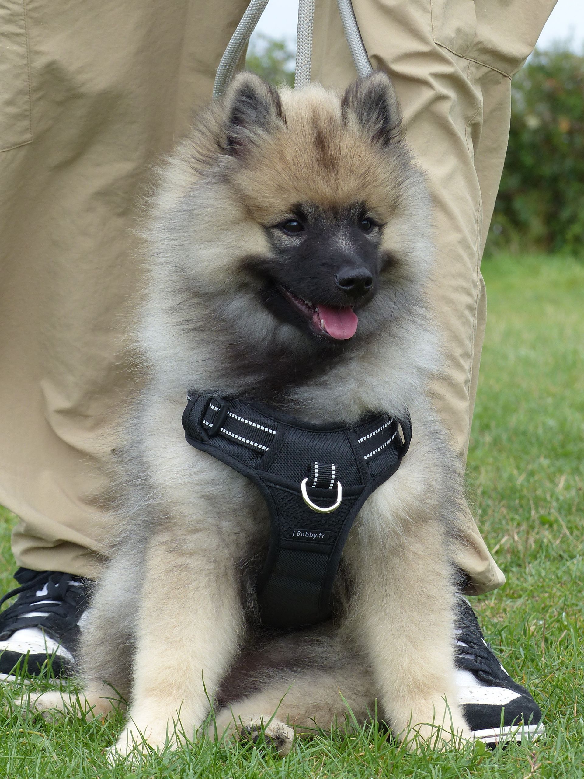 Chiot Keeshond duveteux avec un harnais noir assis dans l'herbe, regardant le spectateur.
