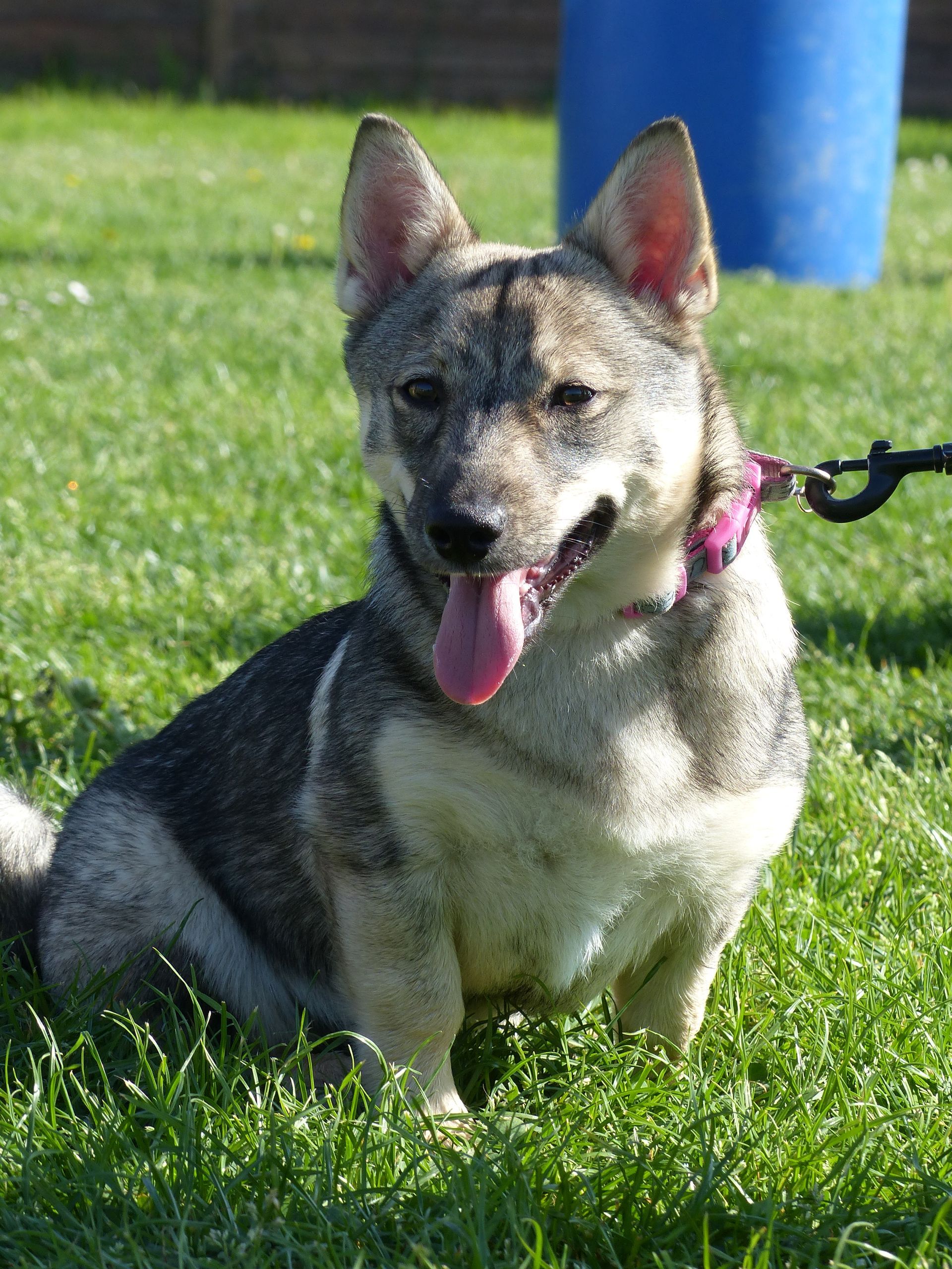 Chien à la fourrure grise et beige assis dans l'herbe, la langue tirée, portant un collier rose.