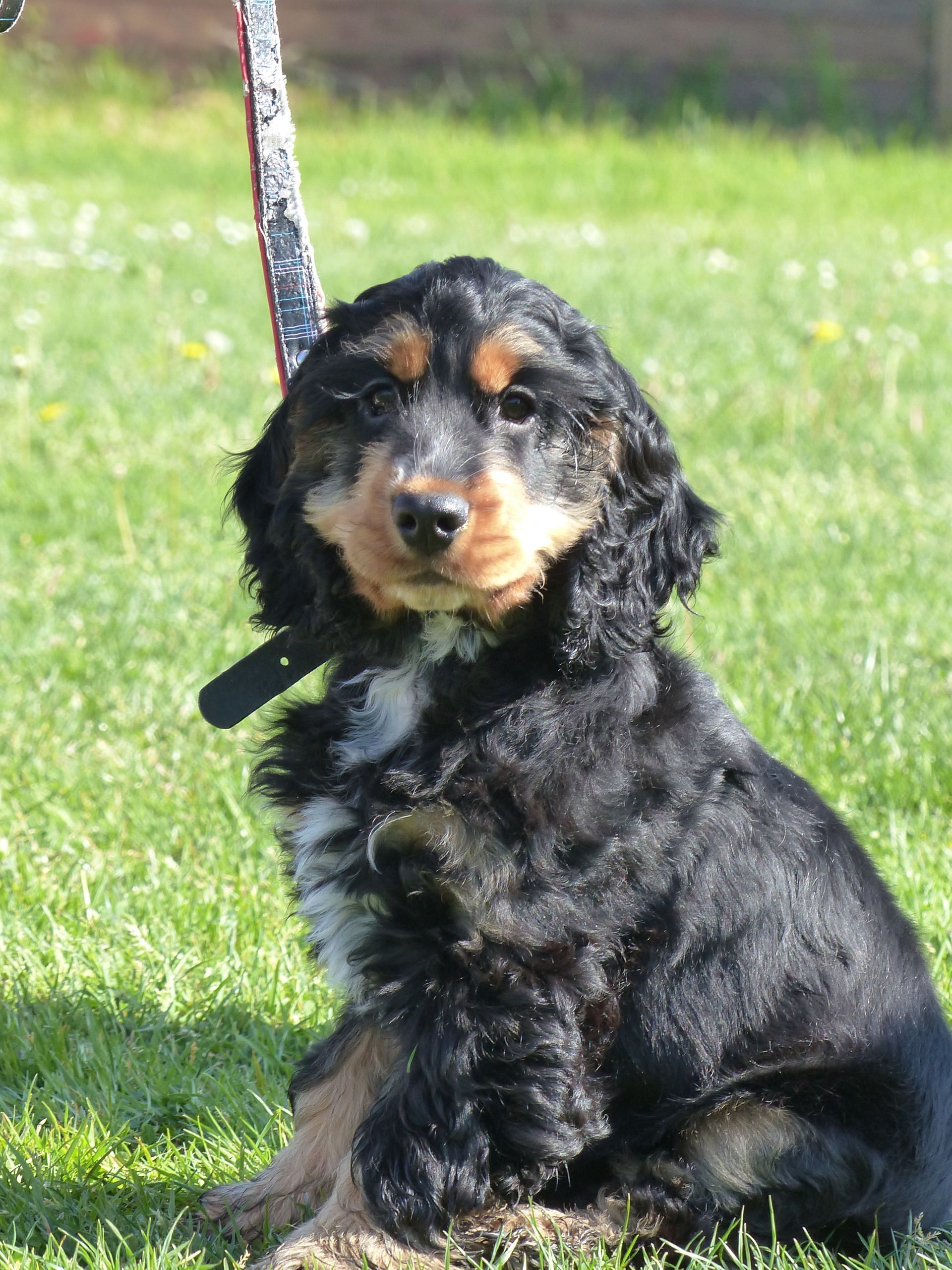 Chiot Cocker Spaniel noir et feu assis sur l'herbe, portant un collier et une laisse, regardant le spectateur.