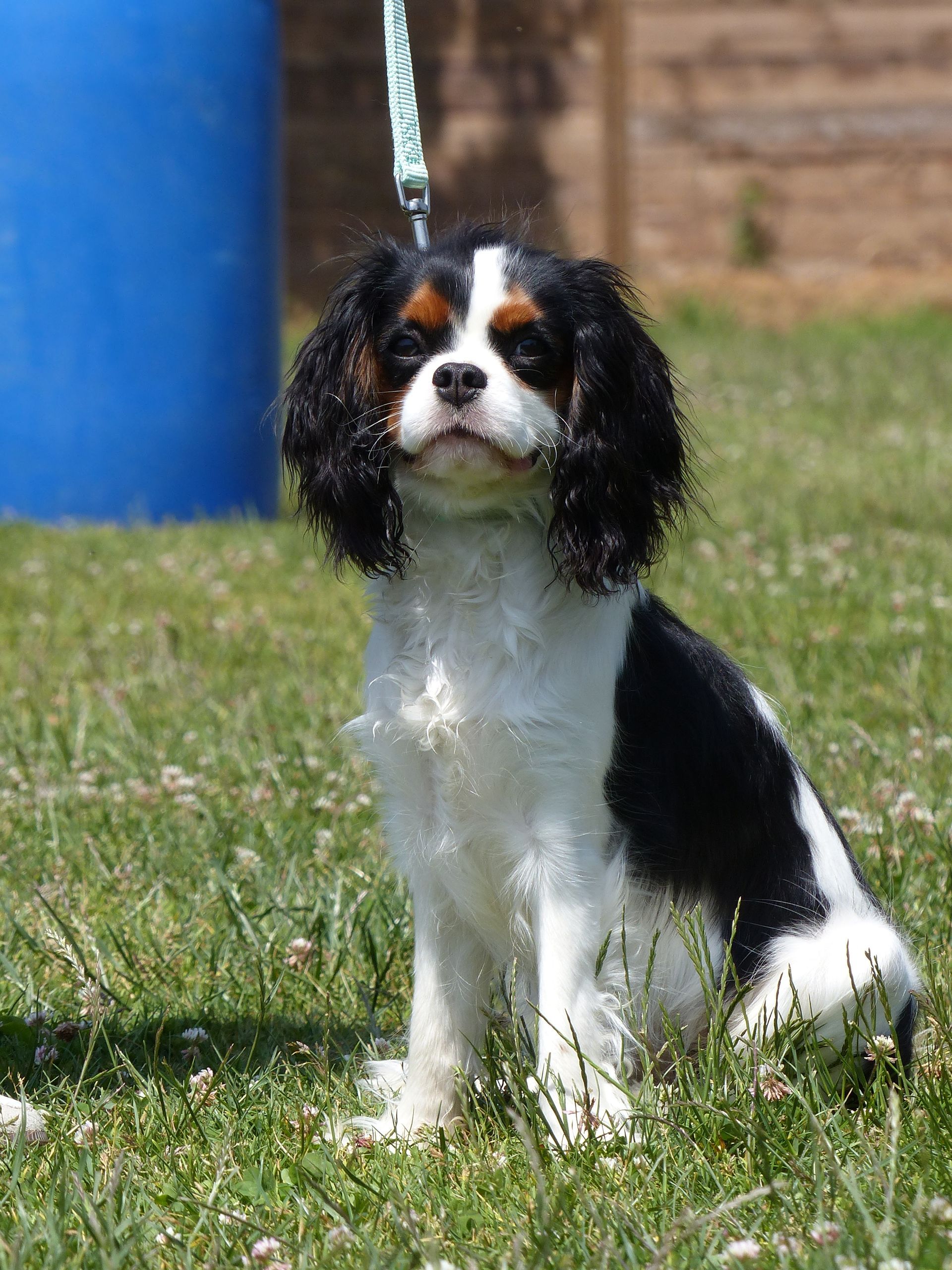 Le Cavalier King Charles Spaniel tricolore est assis dans l'herbe, regardant vers le haut, par une journée ensoleillée.