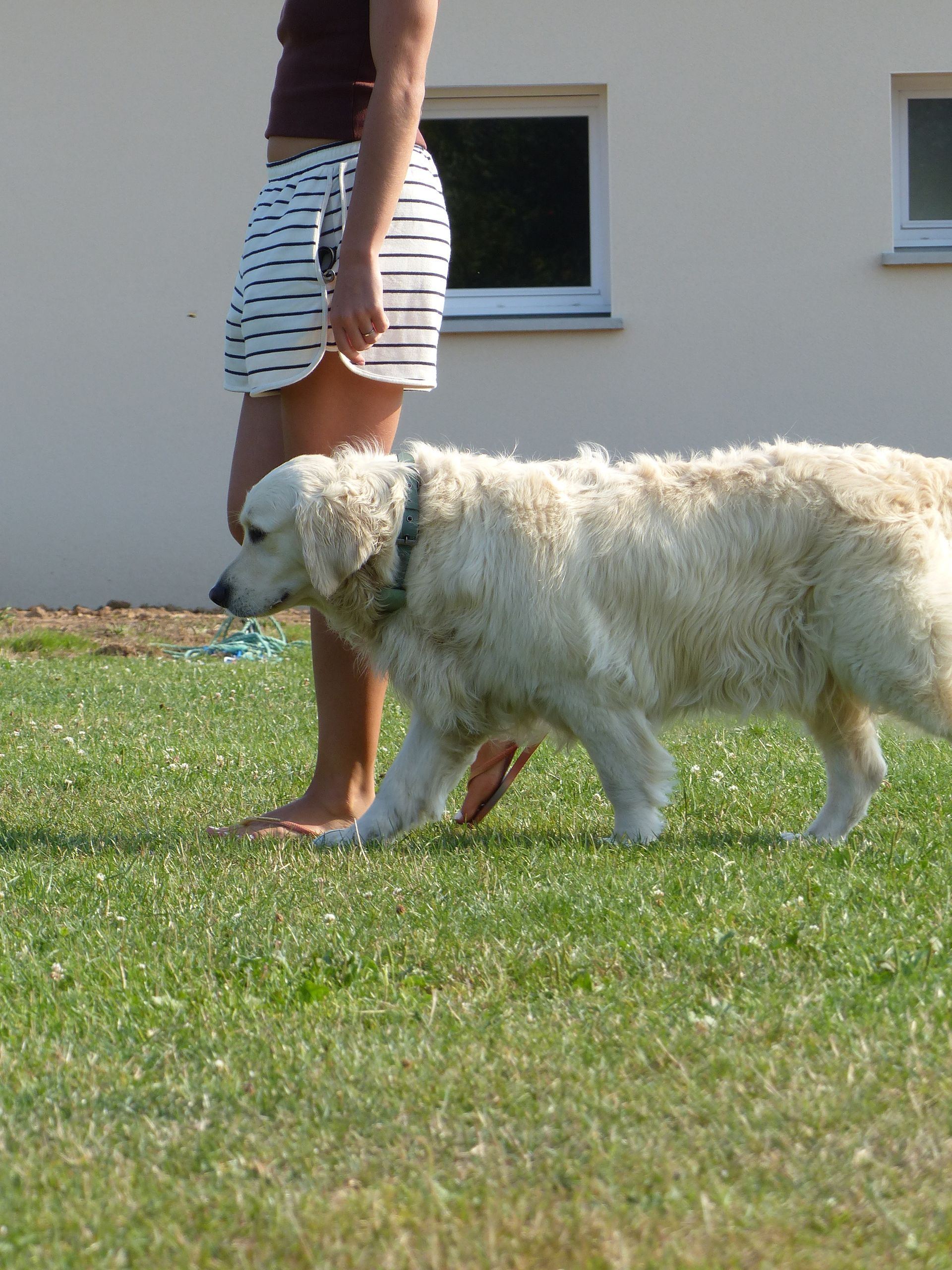 Un chien blond marche dans l'herbe à côté d'une personne en short rayé et haut foncé. Un bâtiment blanc en arrière-plan.