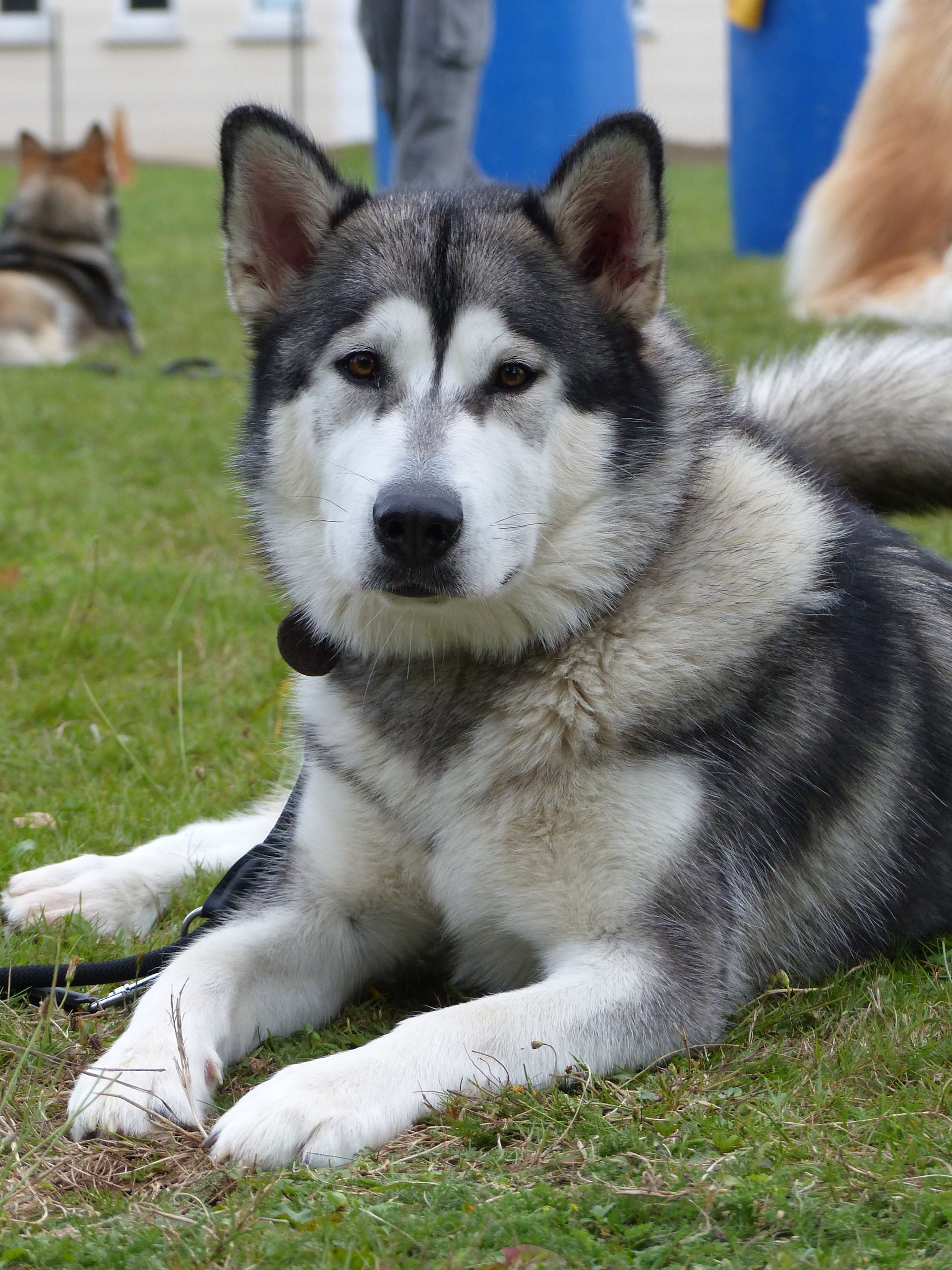 Chien Malamute d'Alaska se reposant sur l'herbe, regardant vers l'avant avec un collier noir.