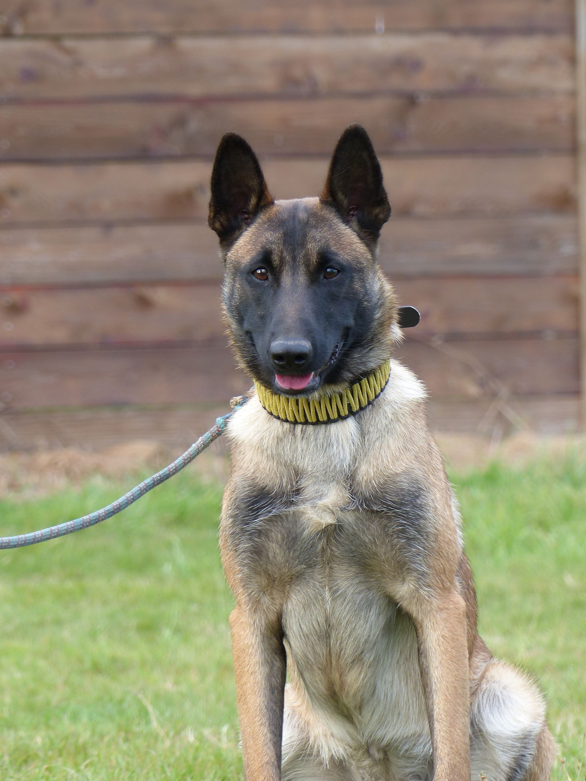 Malinois belge assis dans l'herbe, portant un collier jaune, regardant l'objectif. Clôture en bois en arrière-plan.