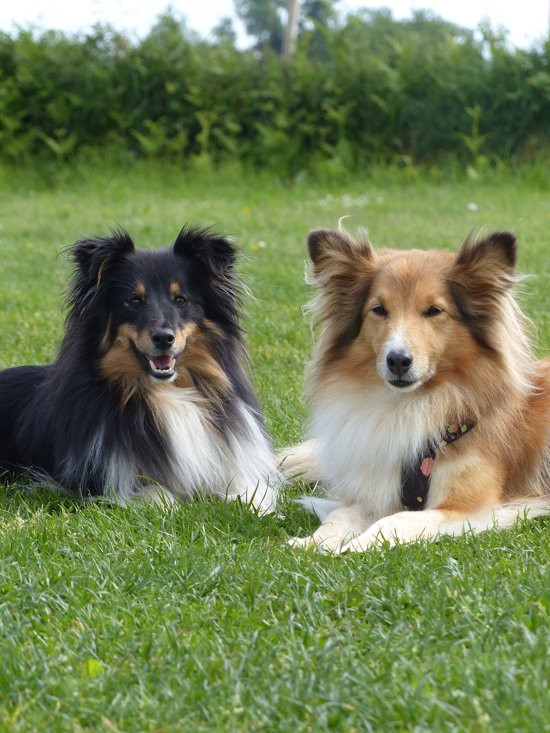 Deux bergers Shetland couchés dans l'herbe verte ; l'un noir, l'autre feu.
