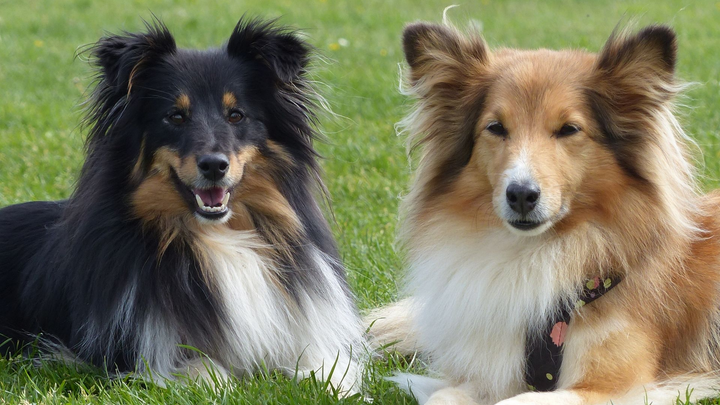 Deux bergers Shetland couchés dans l'herbe verte ; l'un noir et feu, l'autre zibeline et blanc.