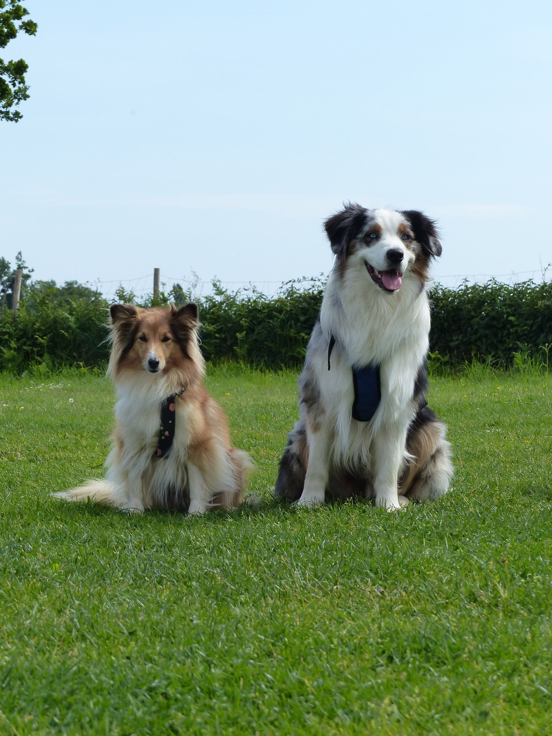 Deux chiens sont assis sur l'herbe verte sous un ciel bleu clair. Un Sheltie fauve et un berger australien bleu merle.