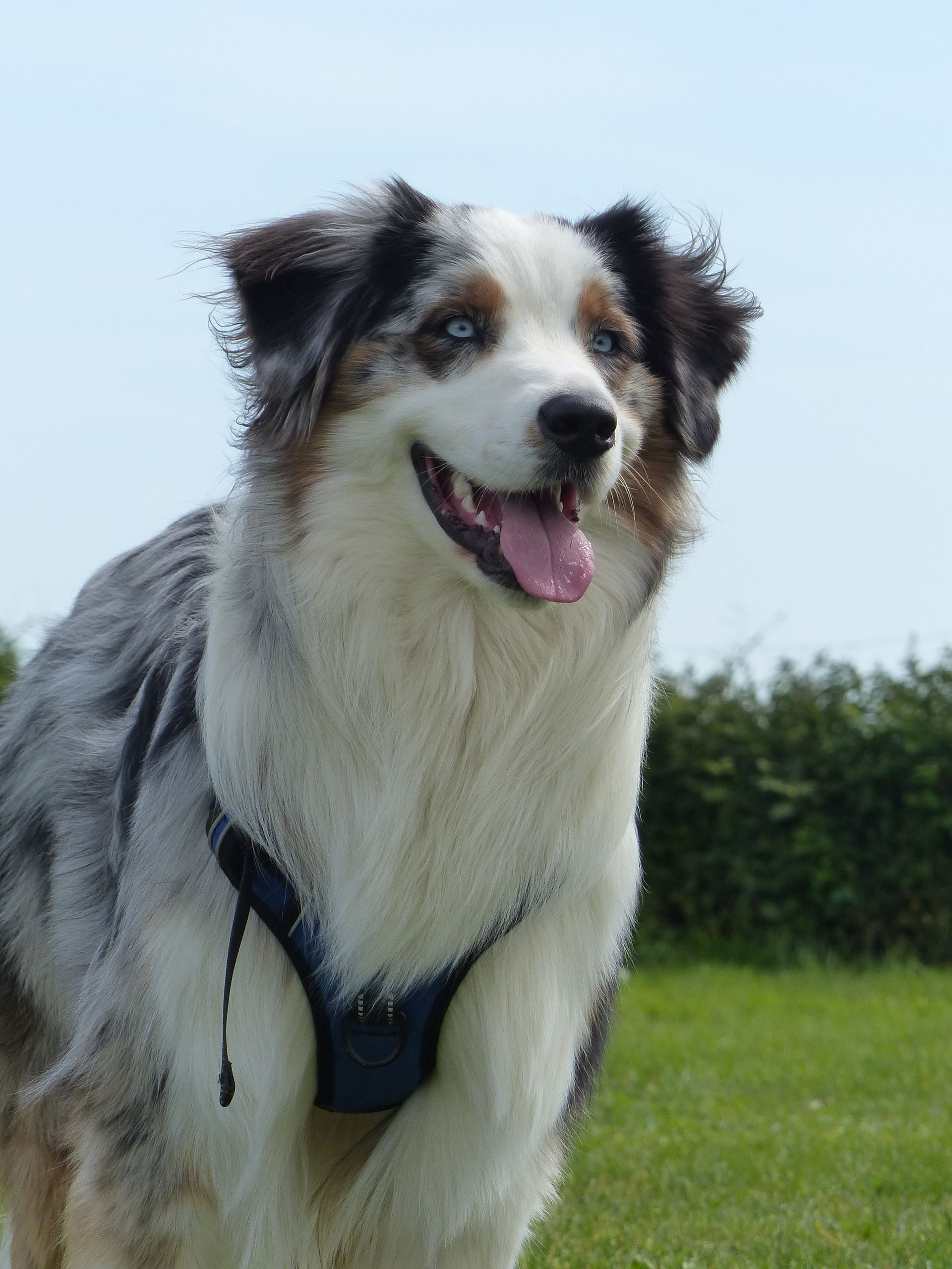 Un chien de berger australien aux yeux bleus, portant un harnais, sourit dans un champ herbeux.
